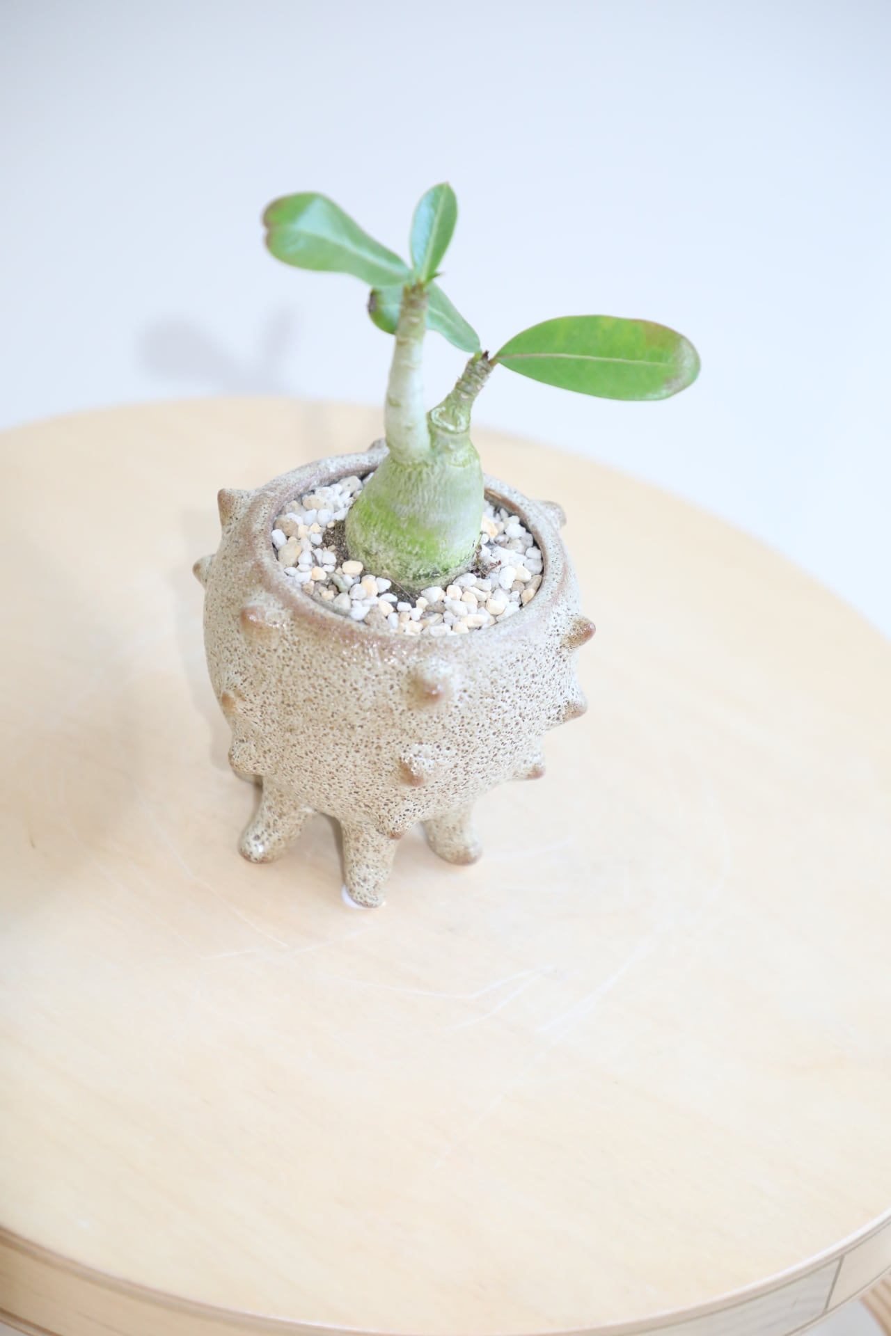 S】アデニウム アラビカム/Adenium arabicum | 【厳選植物・器】MIDORI