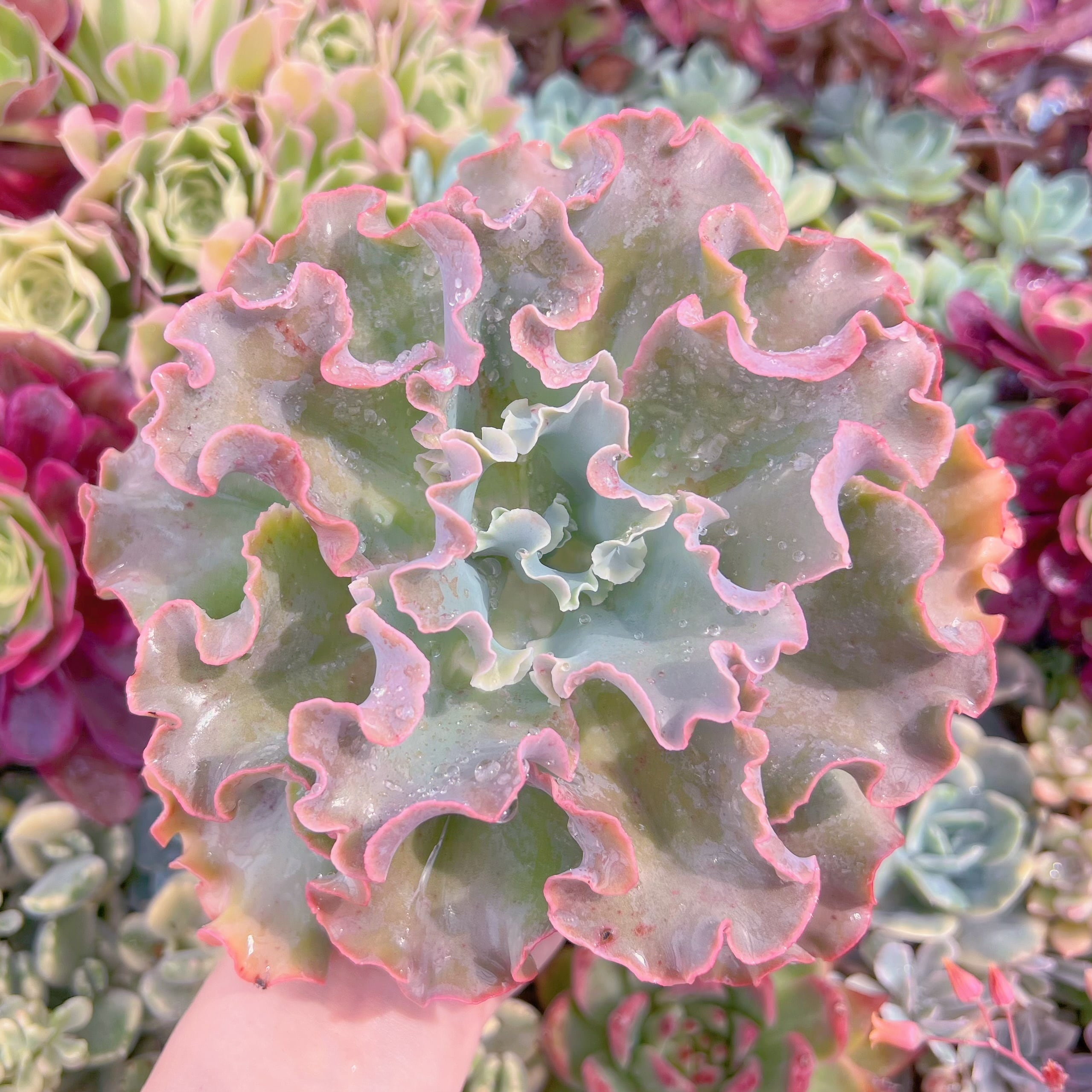 現品　高砂の翁#K005　大苗　るる農園