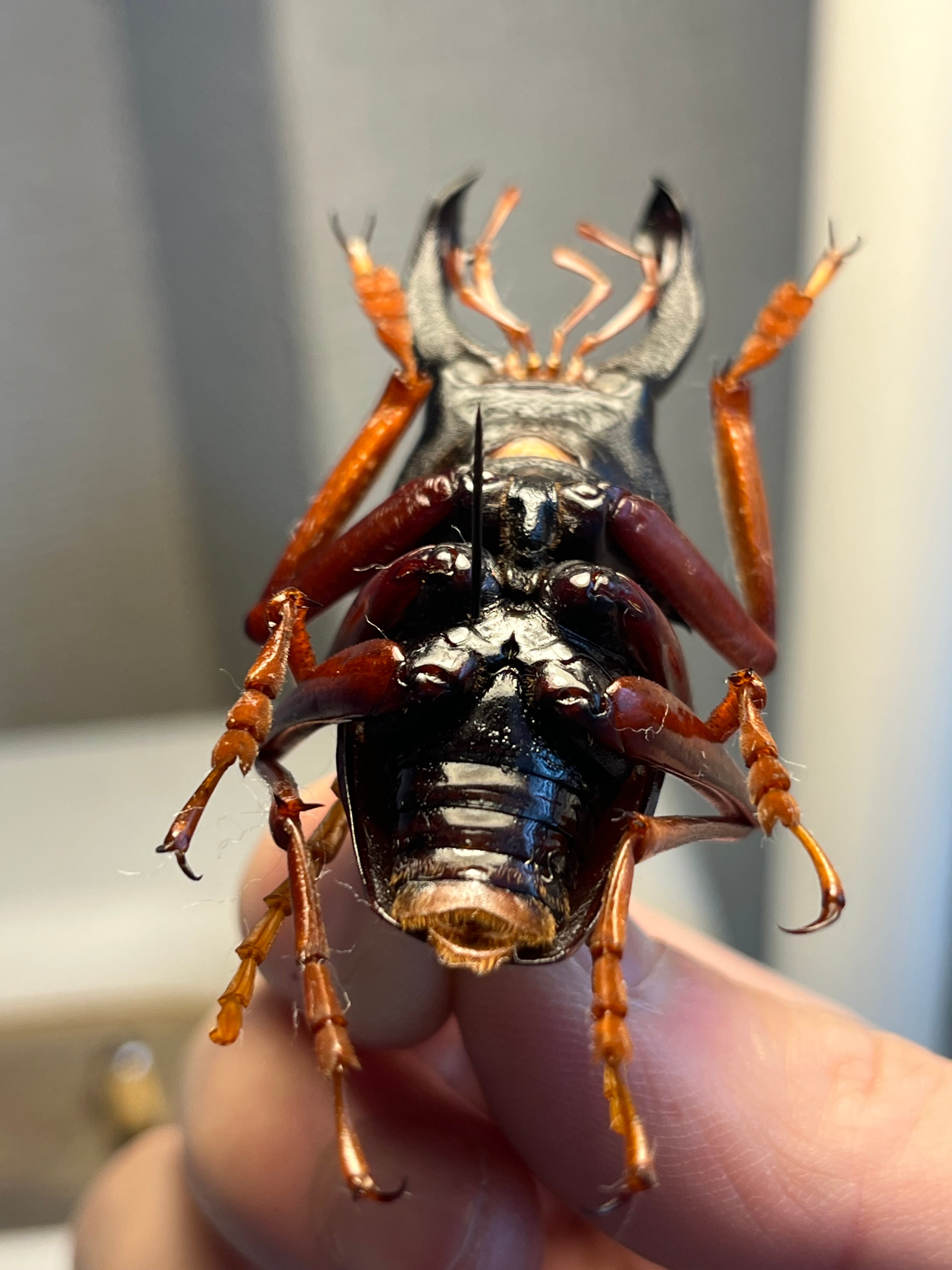 美脚橙】カシクスオニノコギリカミキリ昆虫標本甲虫ハムシサソリ