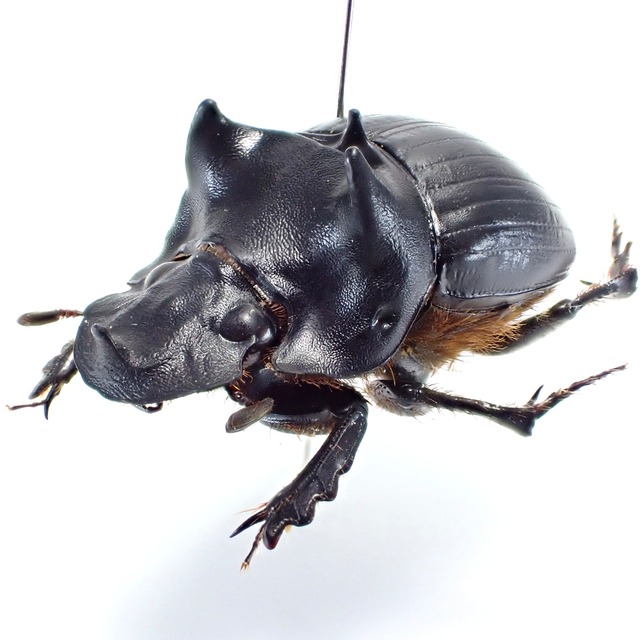 ペルー産 Dichotomius adrastus ♂ 22mm