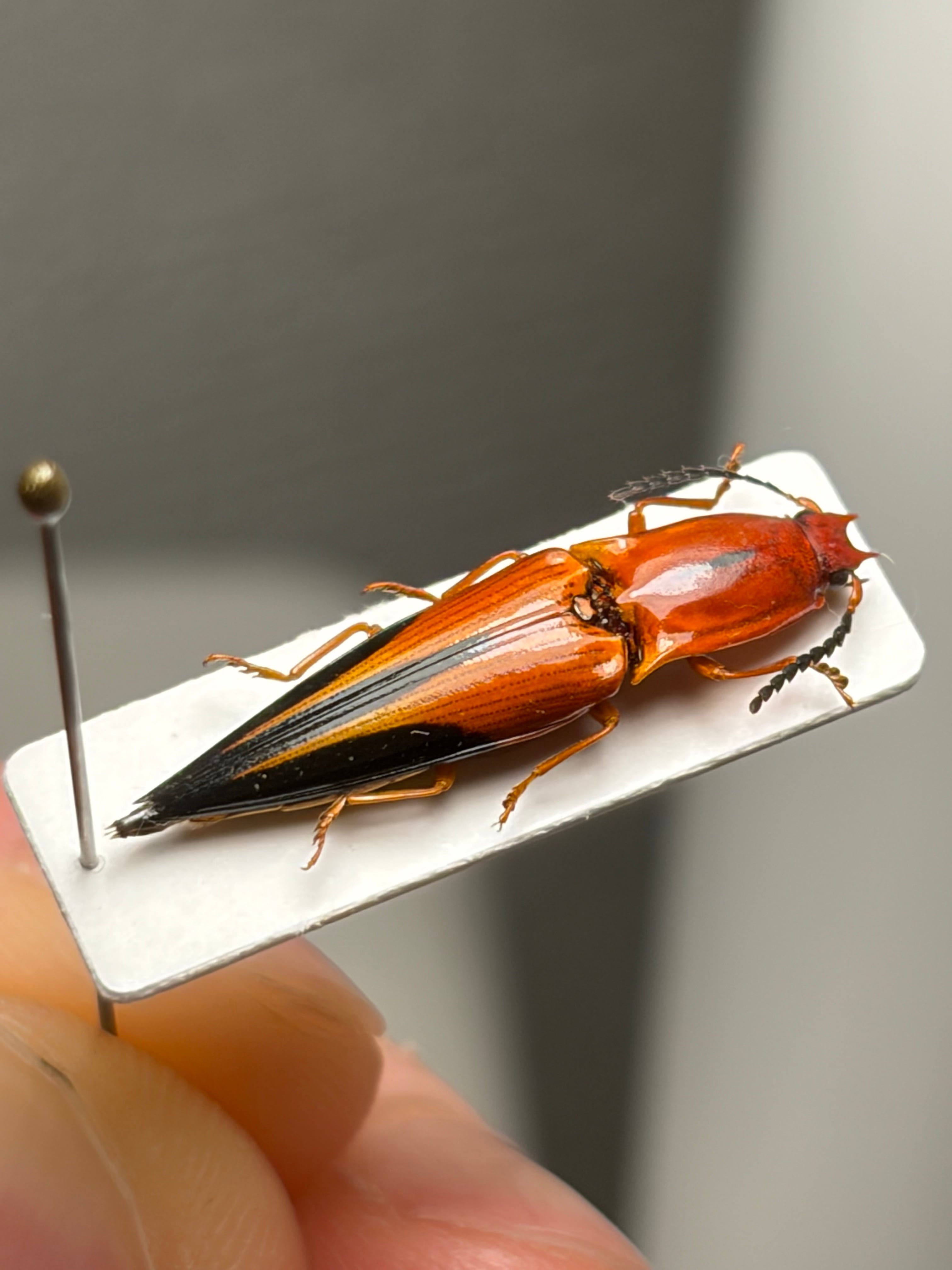 23mm】フェラーリコメツキムシ アングラトゥスミカドコメツキムシ 甲虫