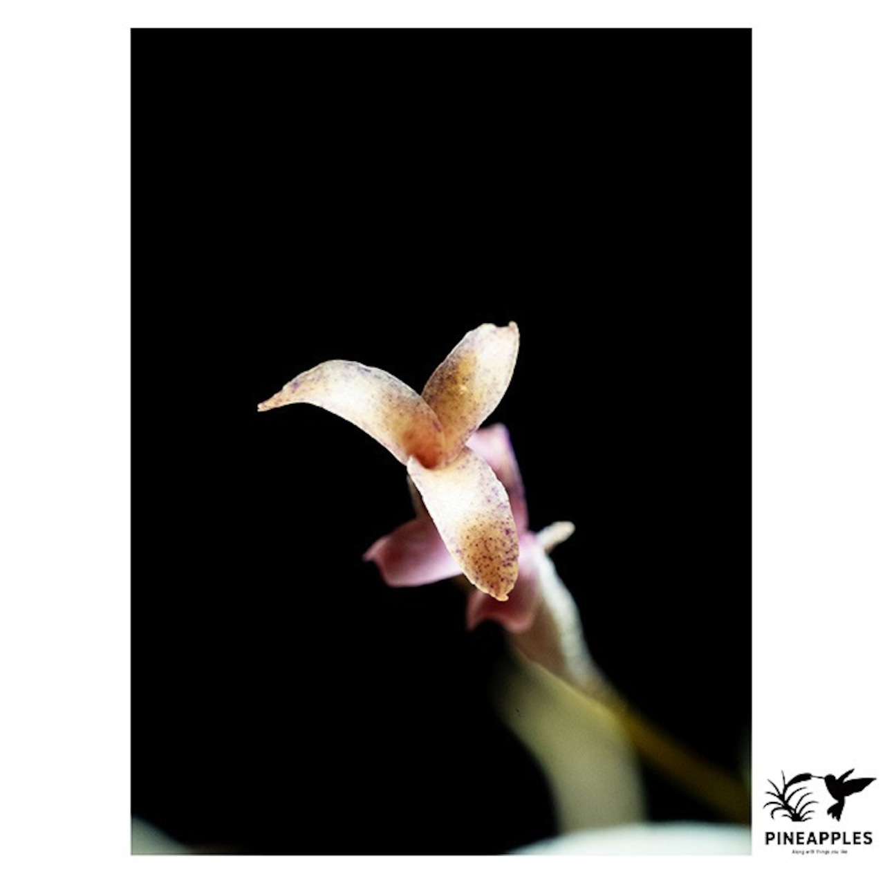 Tillandsia capillaris (Til-1044) - 2