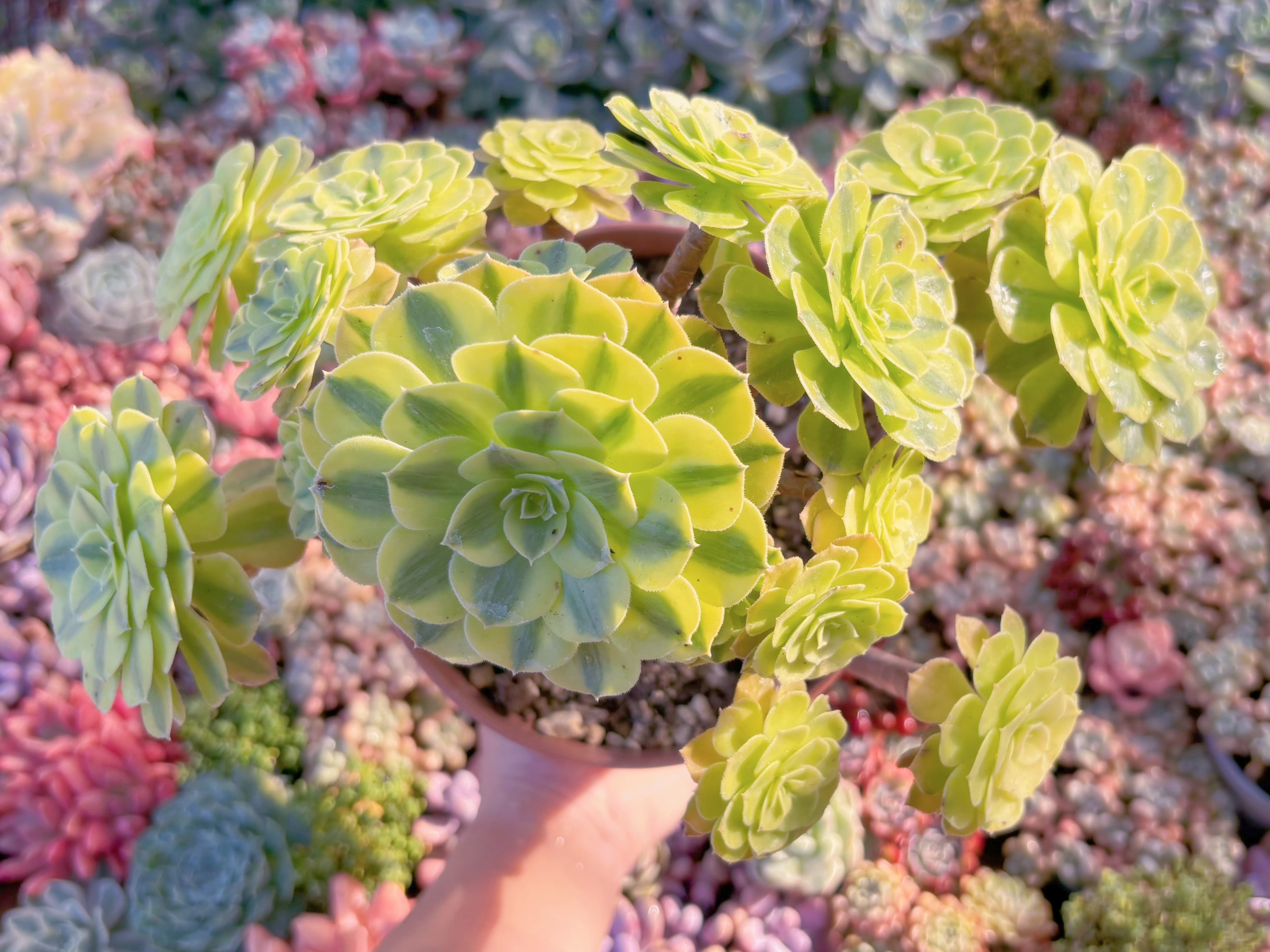 現品　雨蓮#2187　特大群生　るる農園