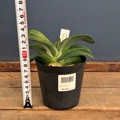 【クリアランス】ガステリア　荒磯臥牛【618】【再撮影】【▼】
