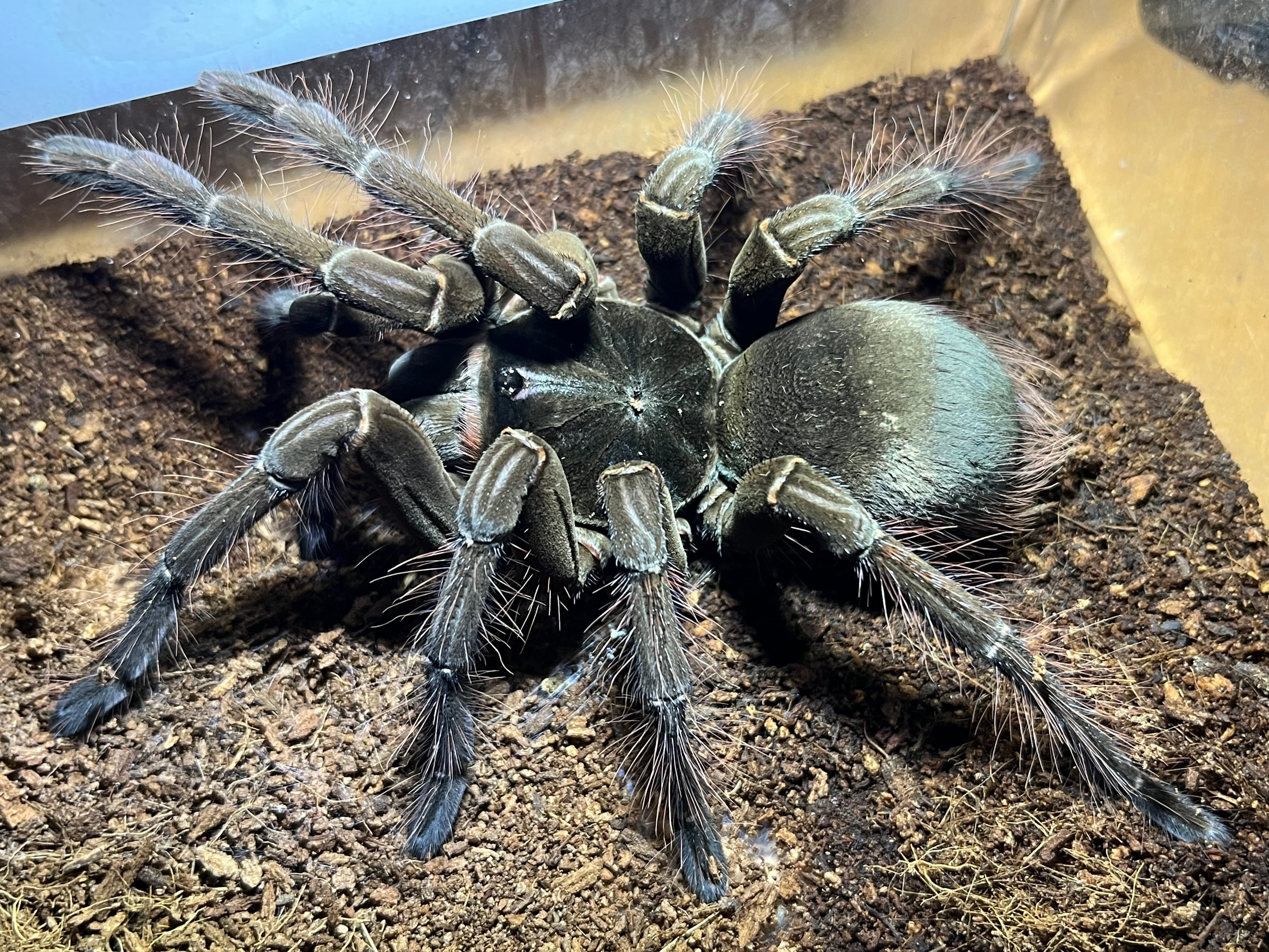 蜘蛛最大種】バーガンディーゴライアスバードイータータランチュラ