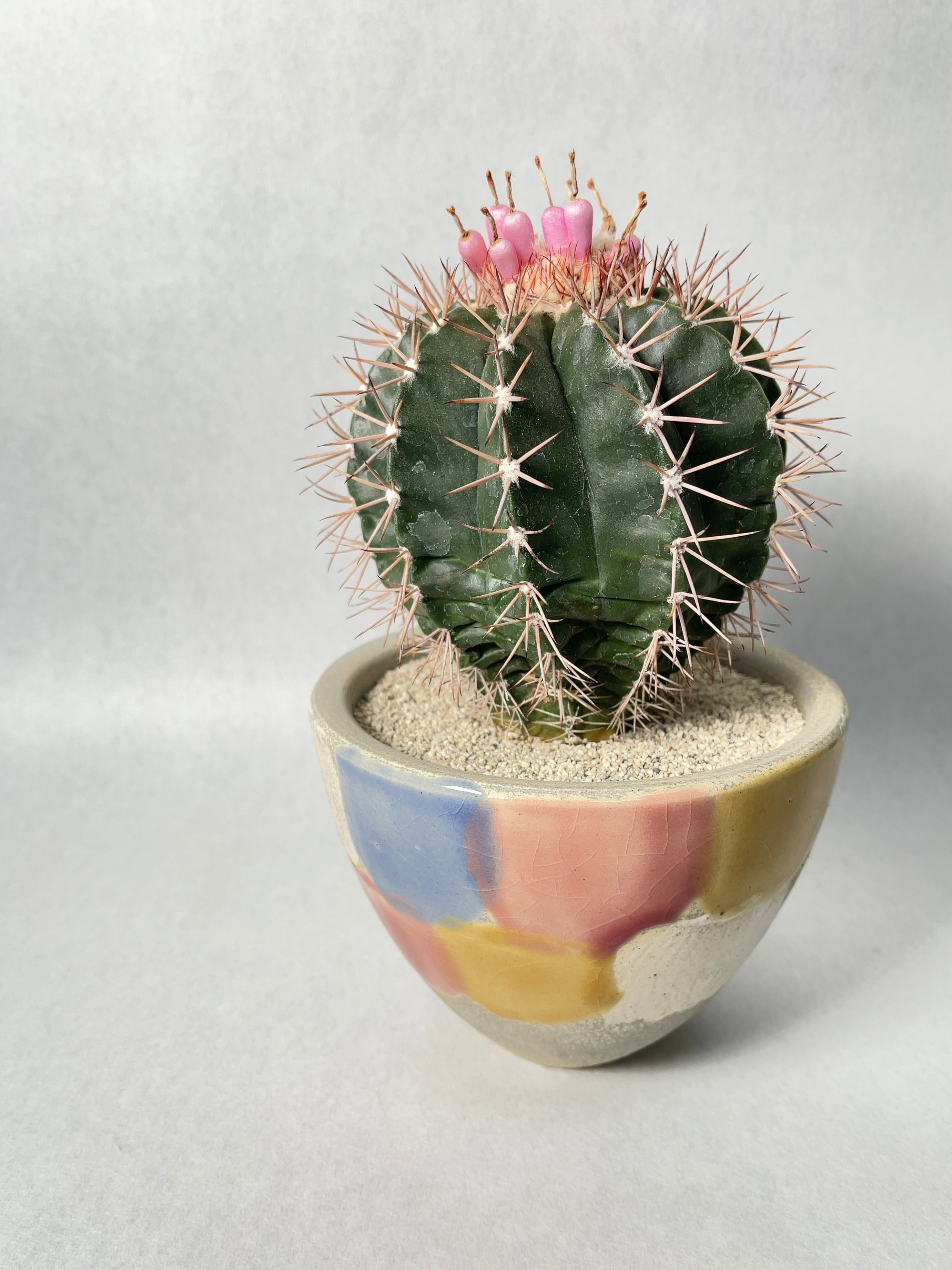 メロカクタス・ビオラセウス | trigger