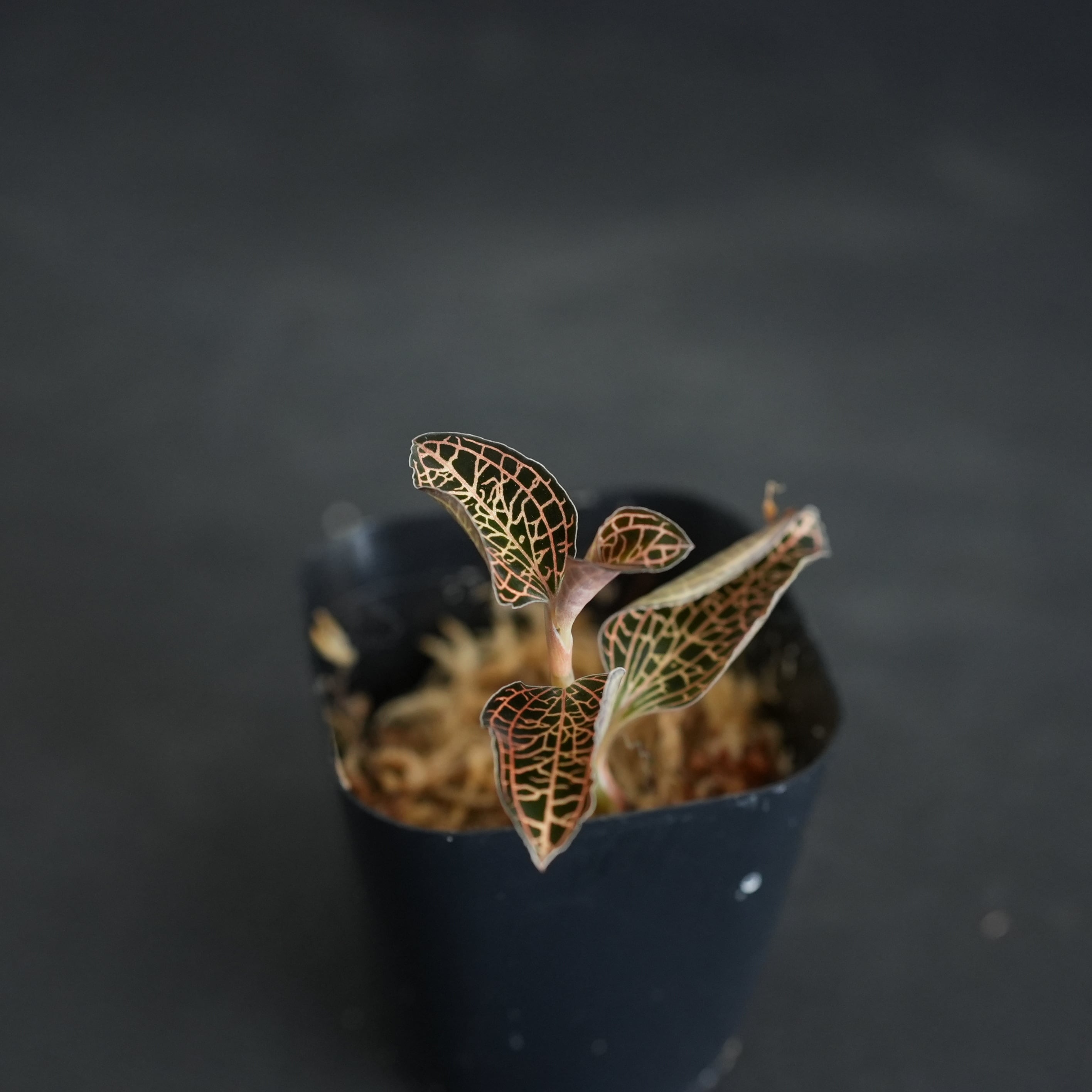 アッパーデック　デュエルカリキュレーター　電卓　北米版　初回生産　ラスト出品 ◇現品◇アネクトニア【ジュエルオーキッド宝石蘭／TheGAKI】#881 | 苔