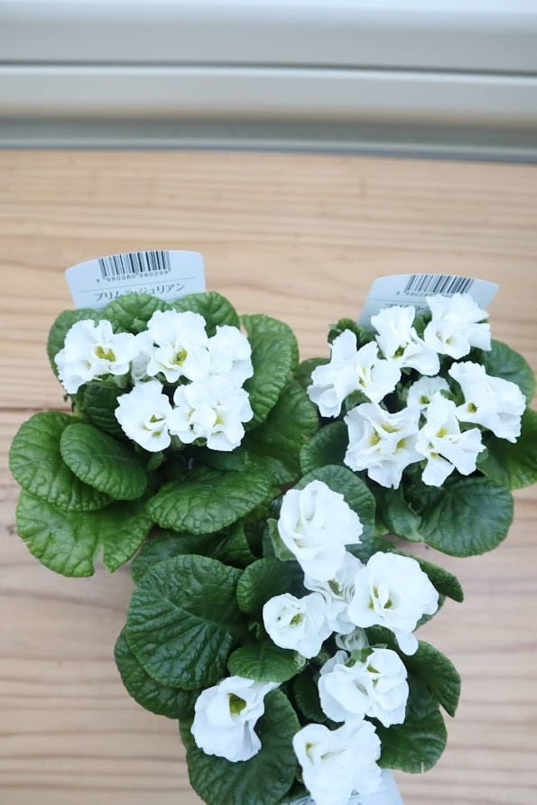 花苗 プリムラ・ジュリアン『フラッシュ』 ガーデニング 園芸