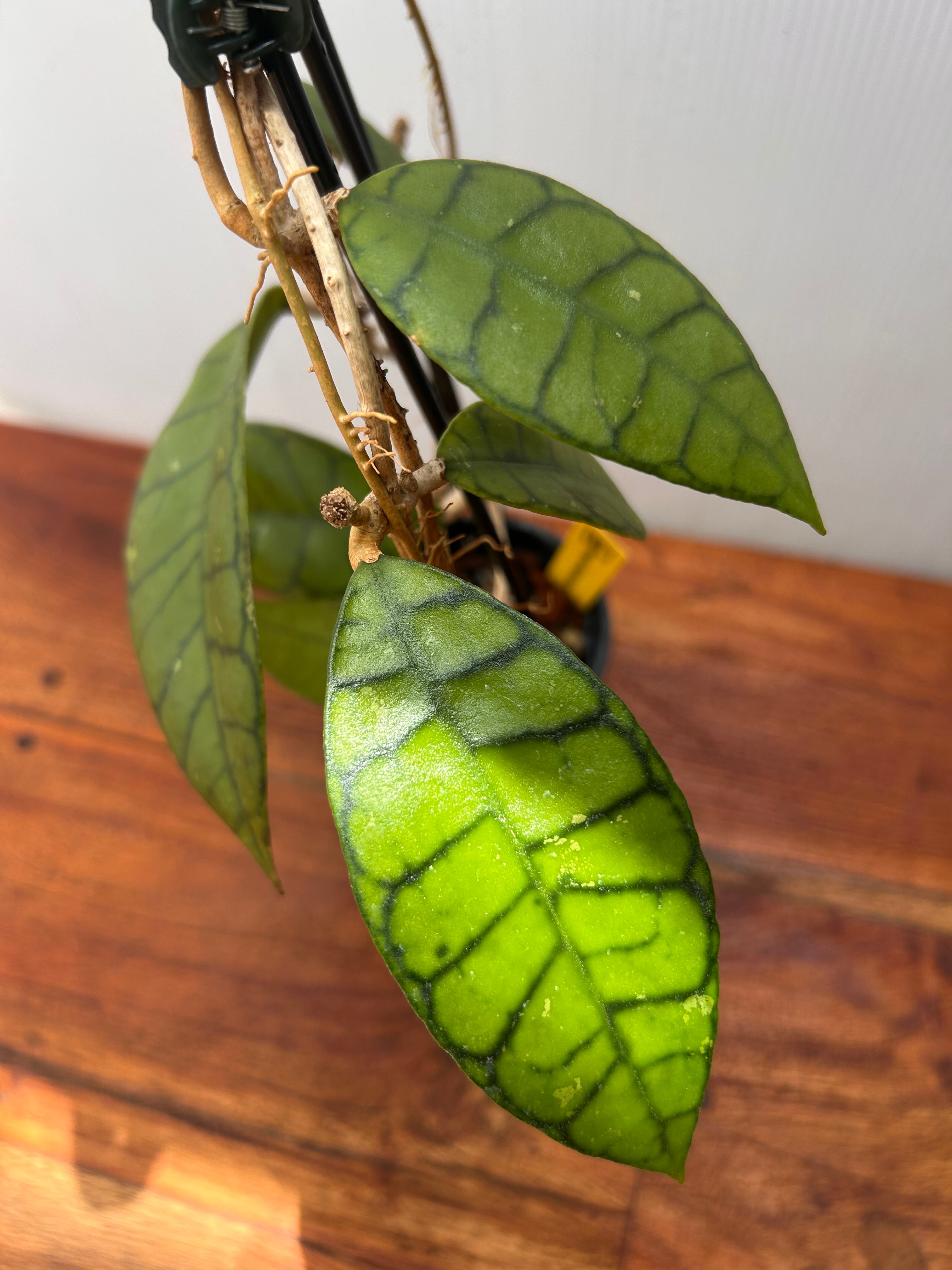 Hoya | BALI-AN 園芸