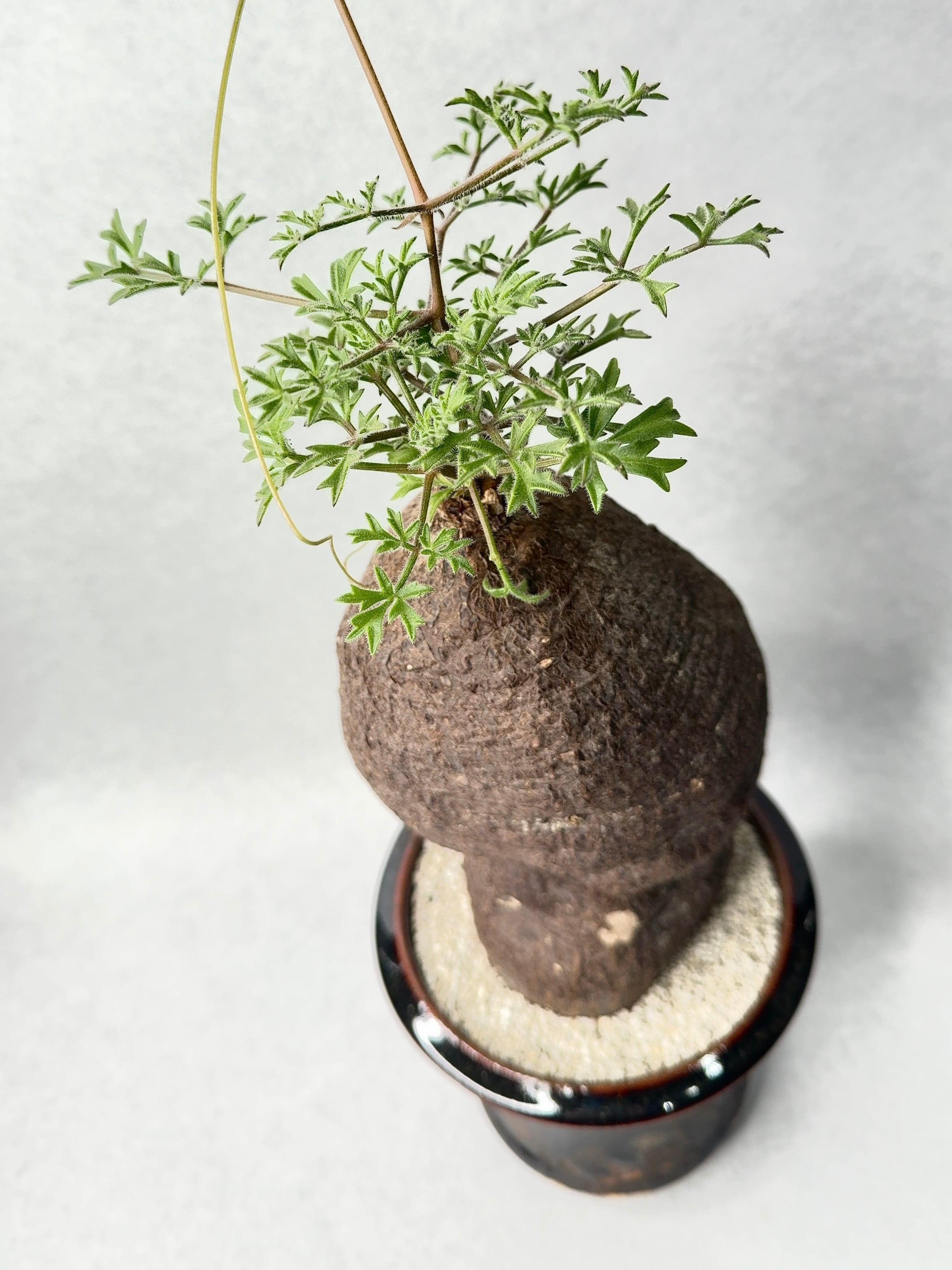 キフォステンマ・モンタグナッキー | trigger