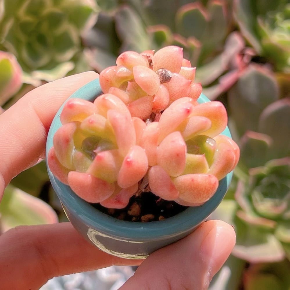 多肉植物　幻夢　新入荷　るる農園