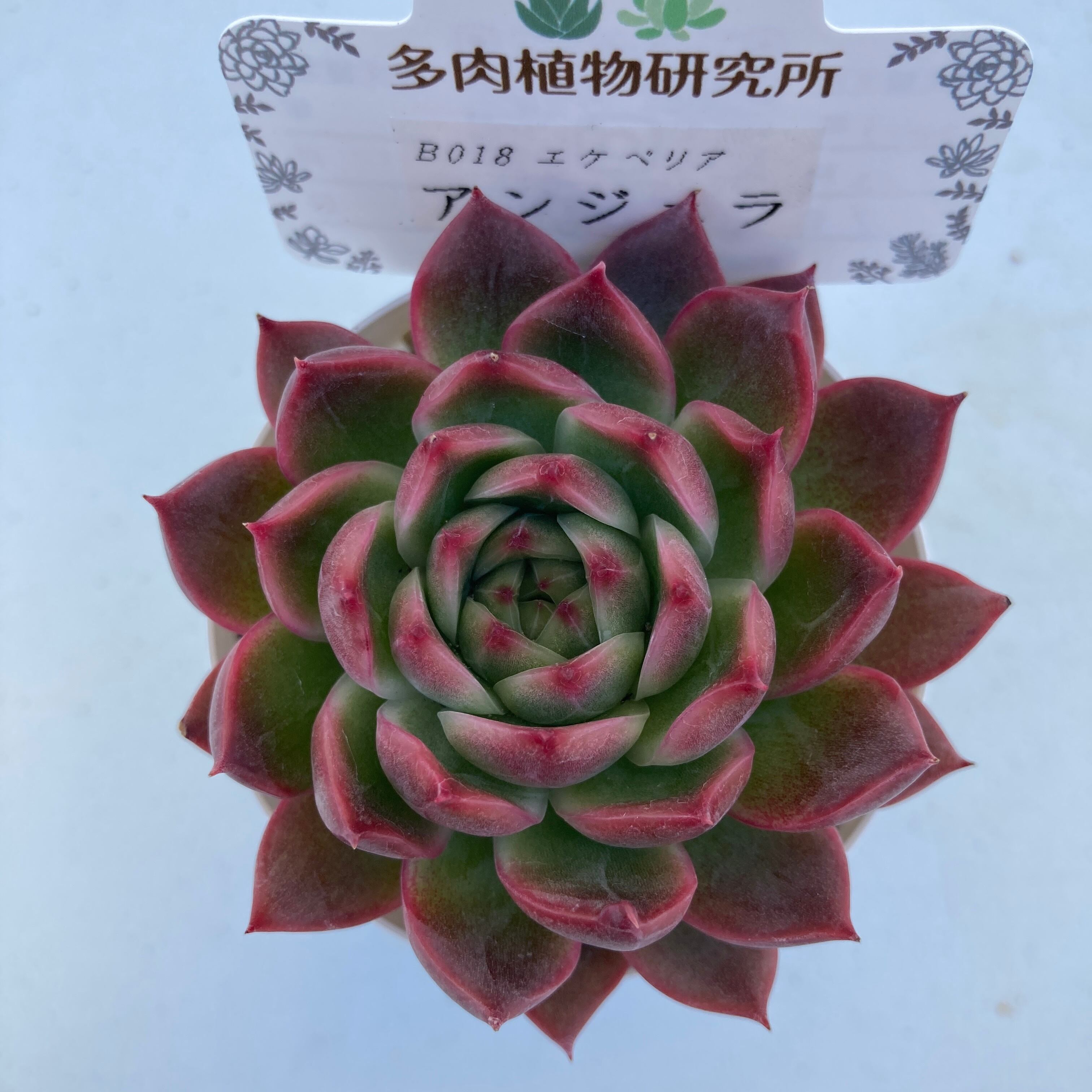 現物商品】アンジェラ | 多肉植物研究所