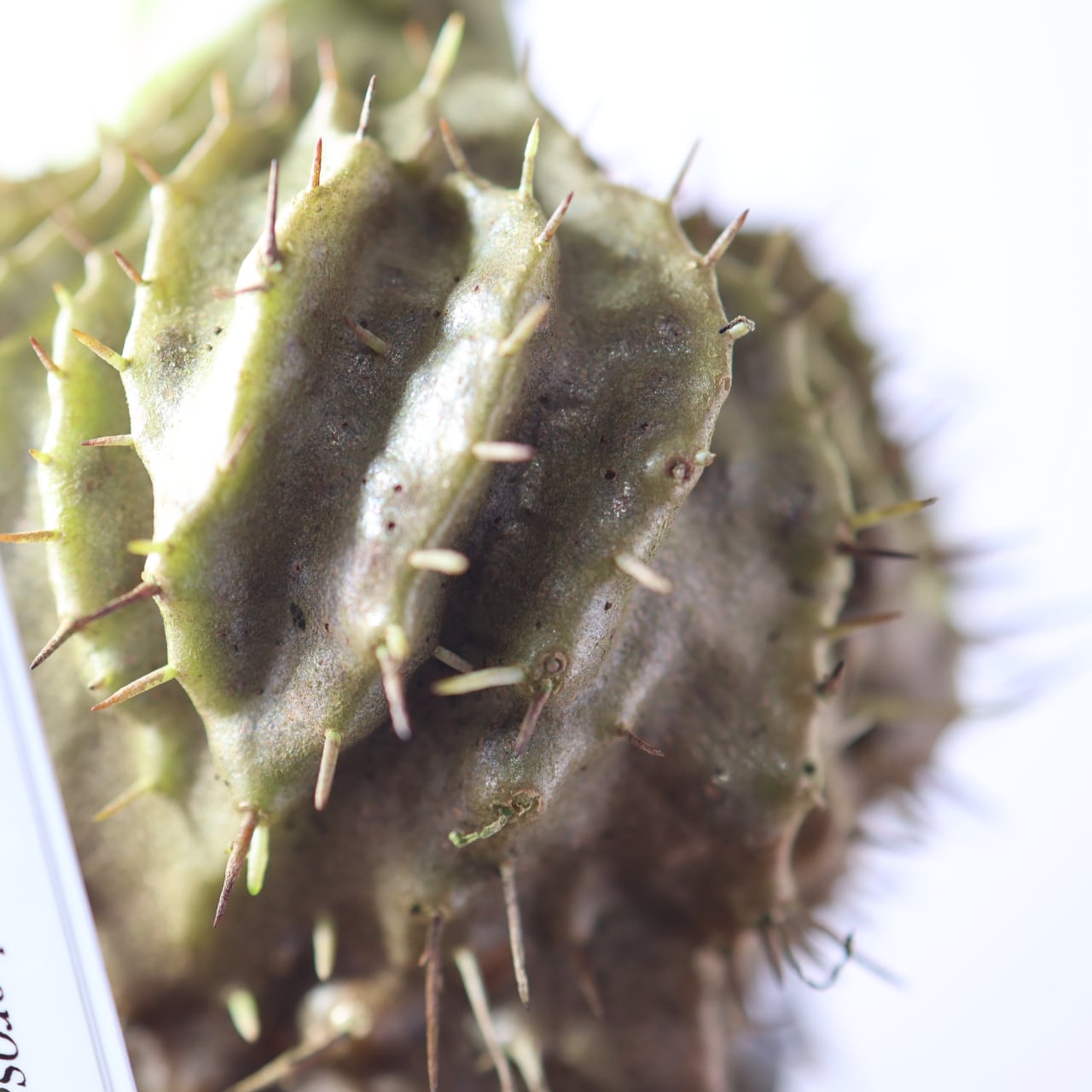 396 アリと共生する『アリ植物 ミルメコディア ツベローサ Myrmecodia