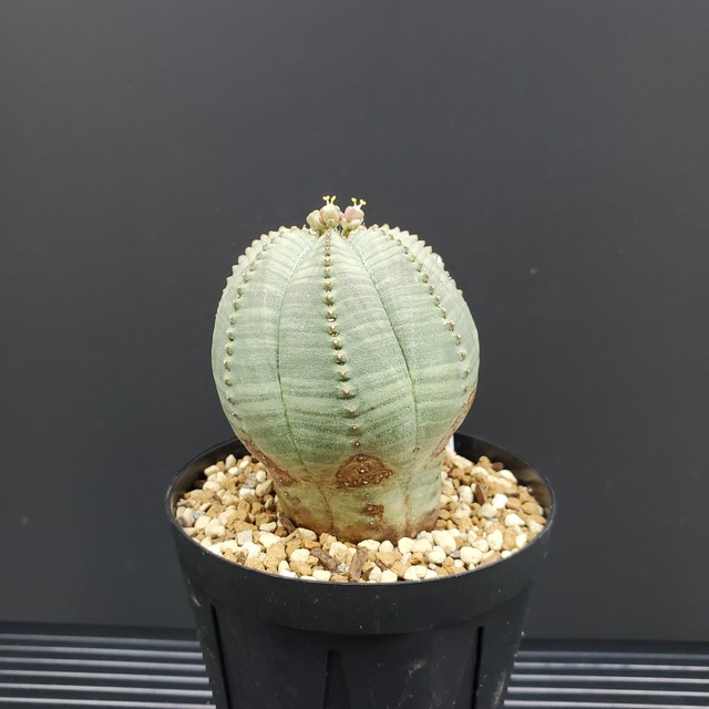 【ノーマル Sサイズ】雄株 50mm Euphorbia Obesa ユーフォルビア オベサ 木質化