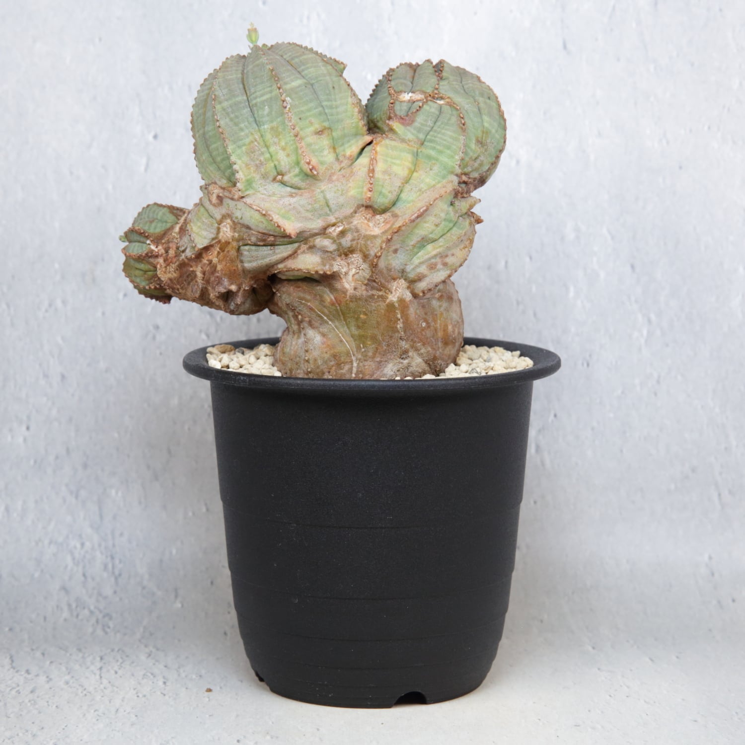 オス株【超厳選株】異型 大株 最大幅約12cm トリプルヘッド 綴化