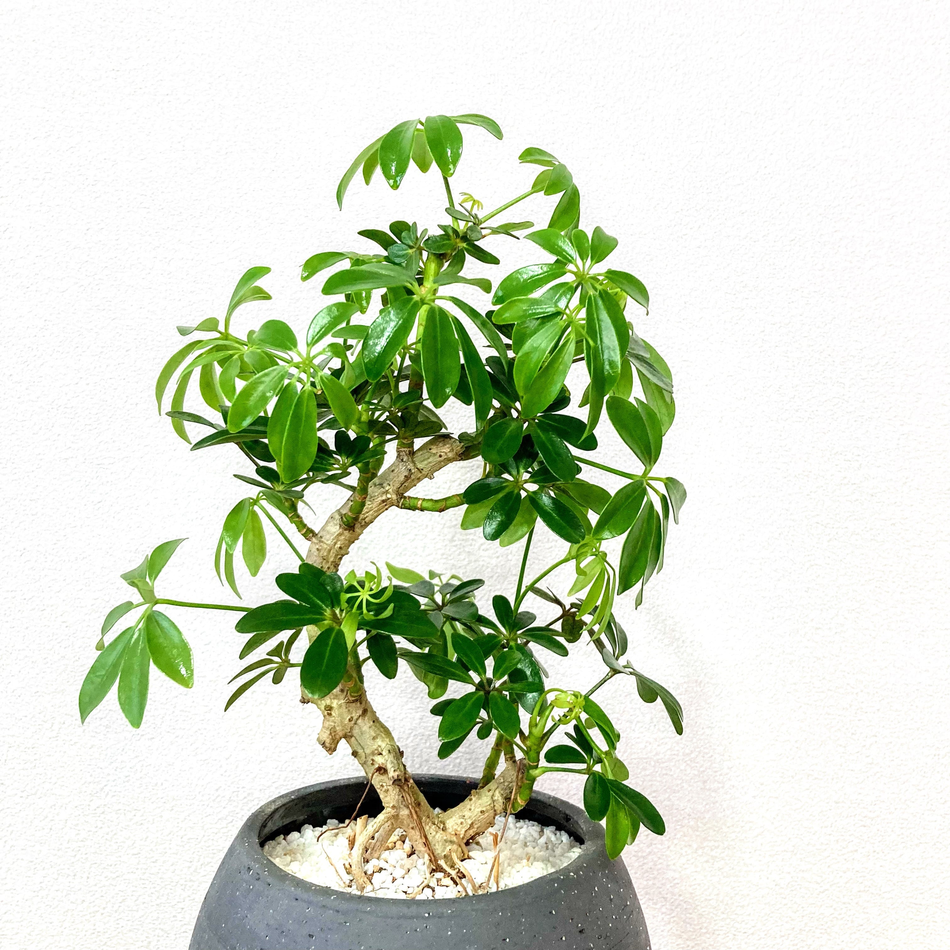 シェフレラ コンパクタ 観葉植物 Plants Link