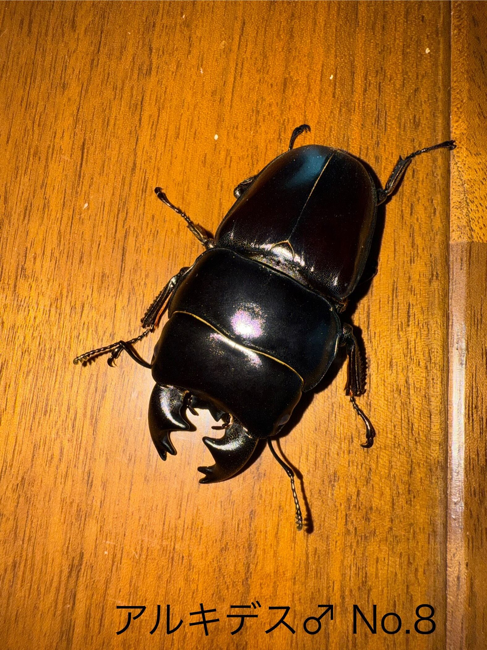 アクティオン ゾウカブト アクティオンゾウカブト ⁄ゾウカブト ⁄ くわかぶプラネット アクティ