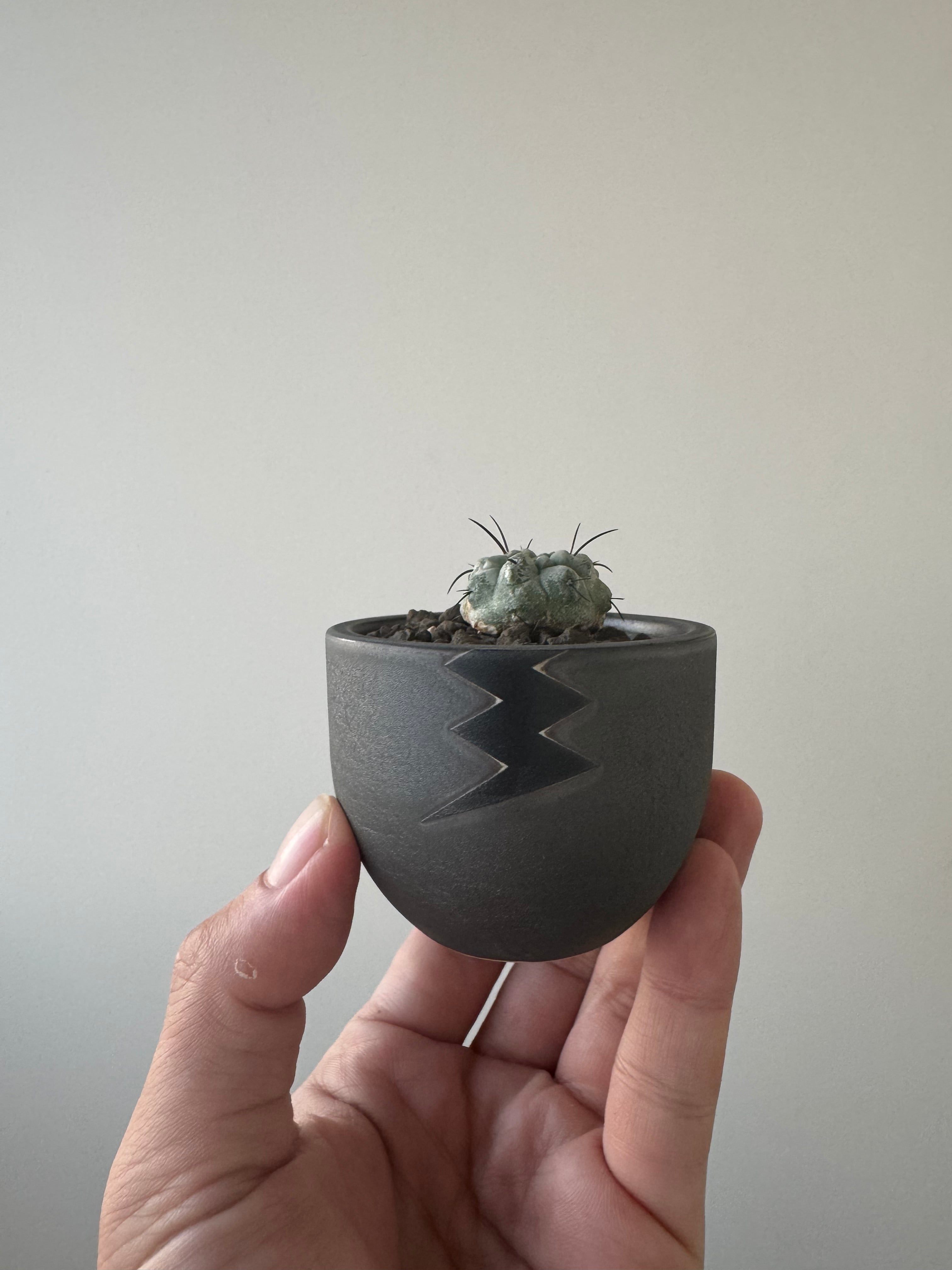 【新着】Copiapoa dealbata × VALIEM BABY【俺の黒士冠】コピアポア デアルバータ