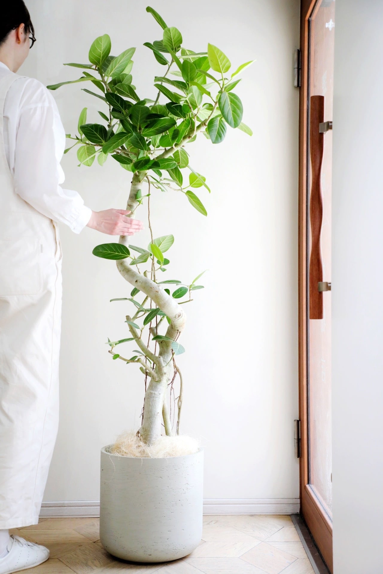 L/173cm】フィカス ベンガレンシス/Ficus benghalensis | 【厳選植物