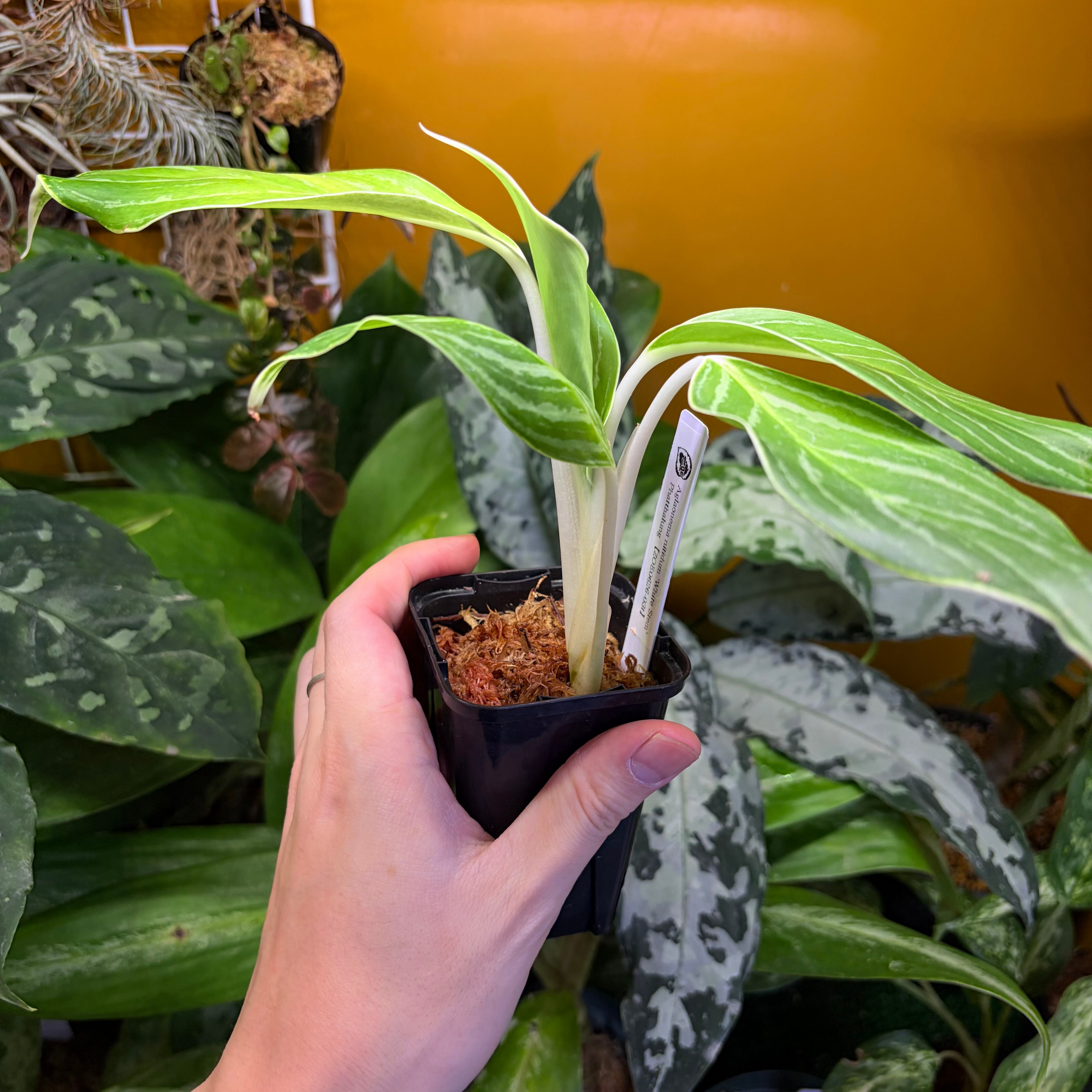 珍品 Aglaonema nitidum 'White Stem' アグラオネマ Aglaonema nitidum 'White Stem' Phatthalung 【ZOE0626-03t