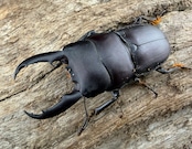 【WD】《インターメディウスヒラタ 37.5mm ペア》