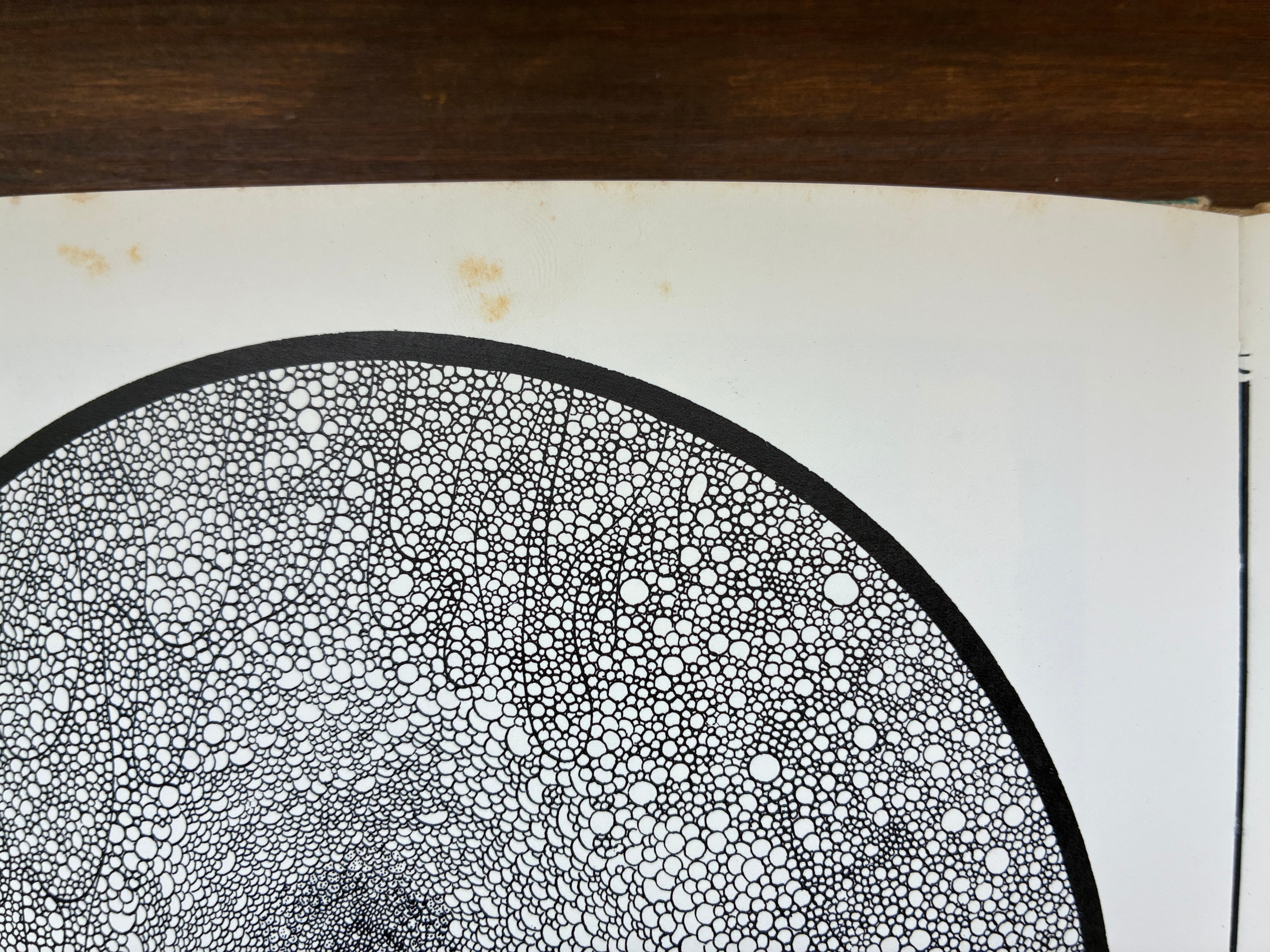 青猫島コスモス紀