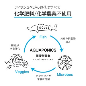 【エディブルフラワー】マリーゴールド　6輪程度　化学肥料/化学農薬不使用の安心して食べられるお花