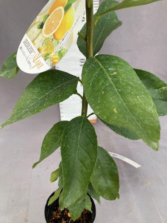 種なしレモン・シードレスあや 4号ポット | 日本ライン花木センター