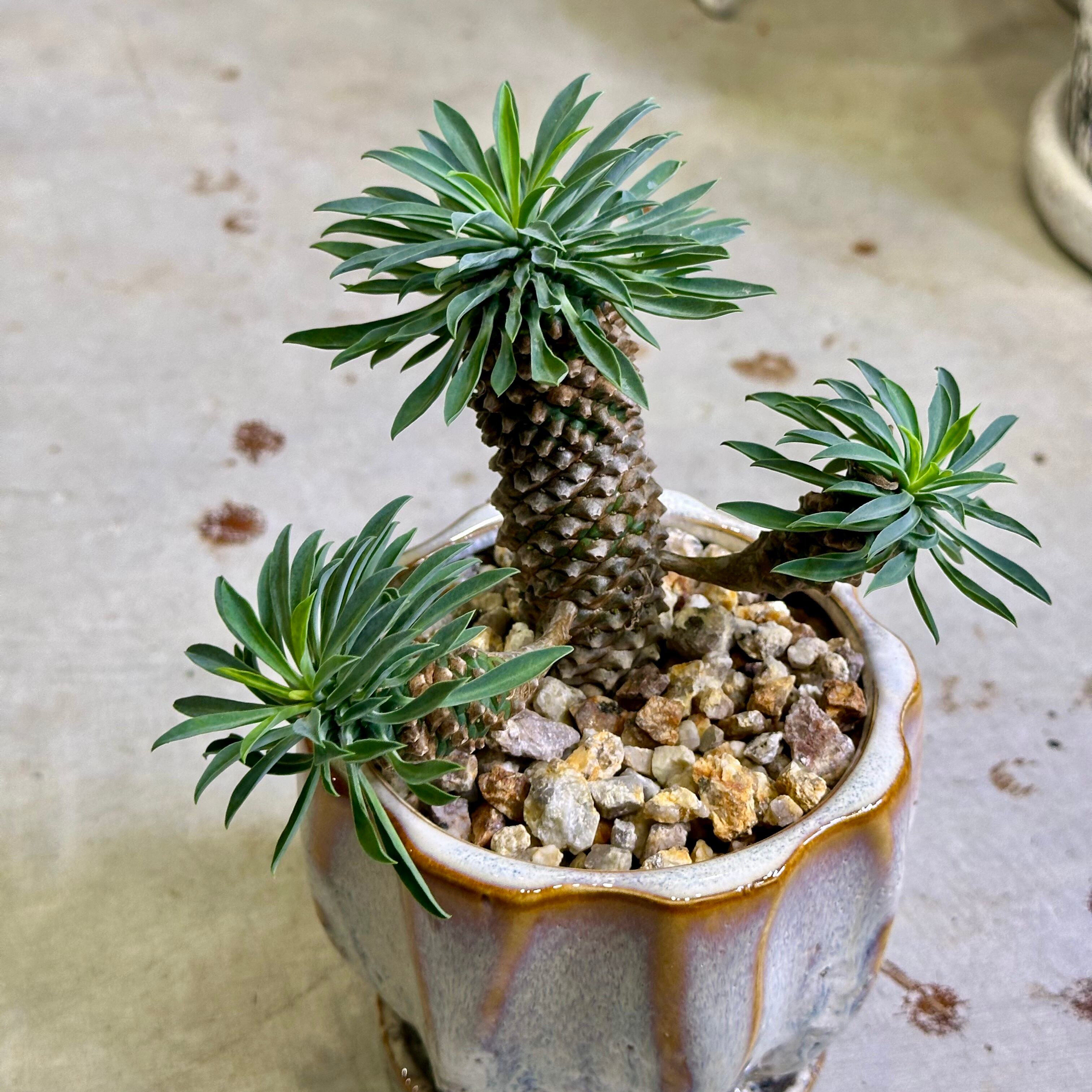 パイナップルコーン（ソテツキリン） | barrelplants_BONSAI