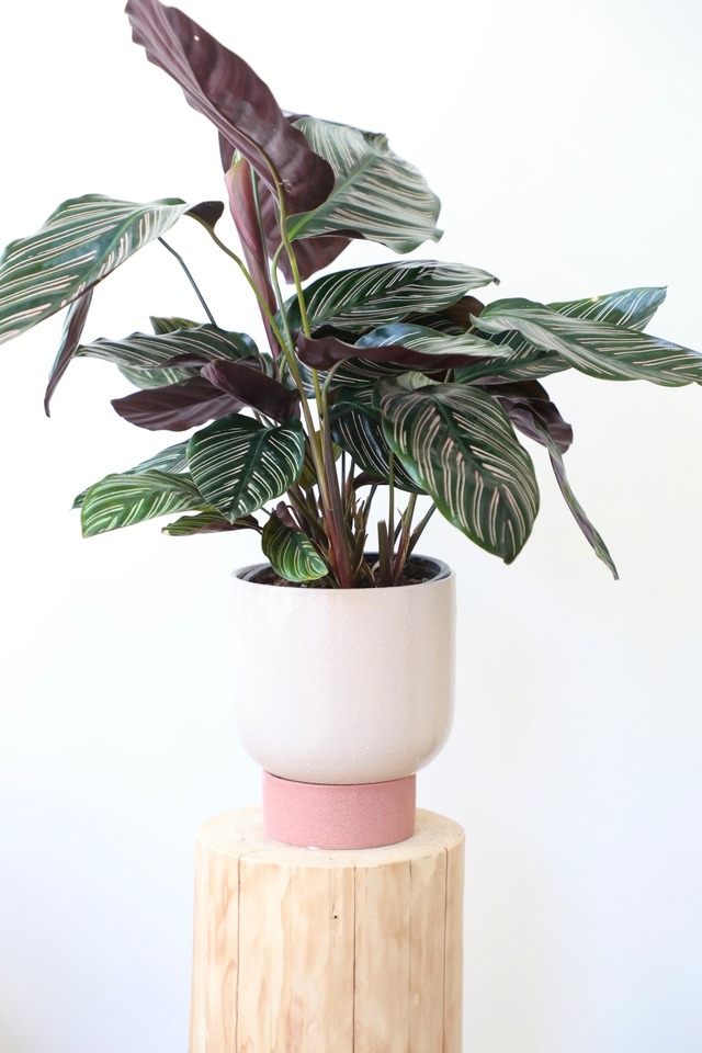 カラテア サンデリアーナ/Calathea ※陶器鉢カバー付き