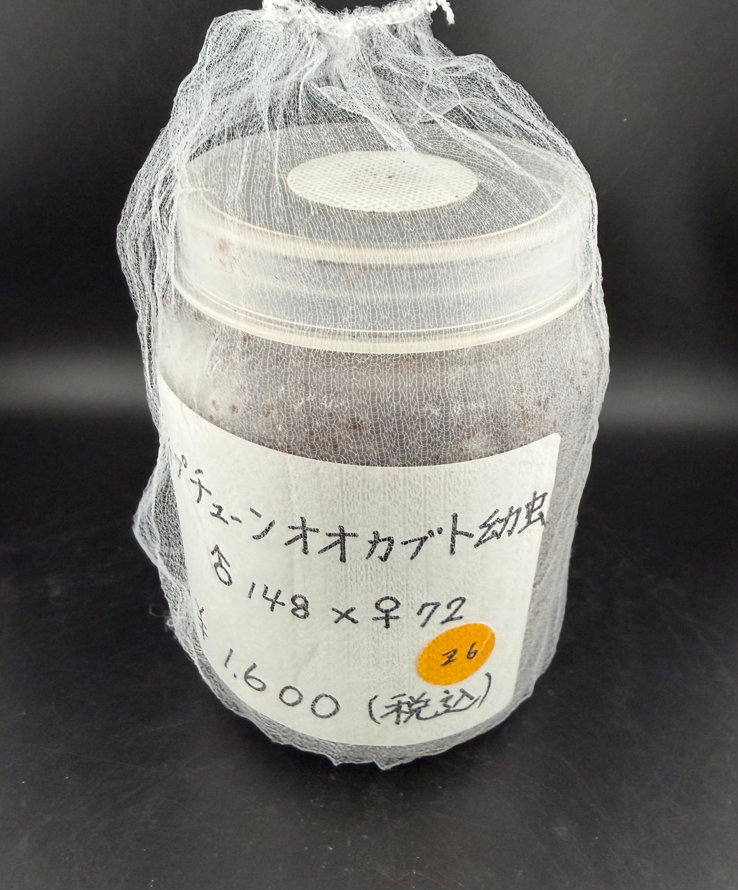 神長きのこ園s8カンタケ菌糸ビン 6本 神長きのこ園 S8カンタケ（