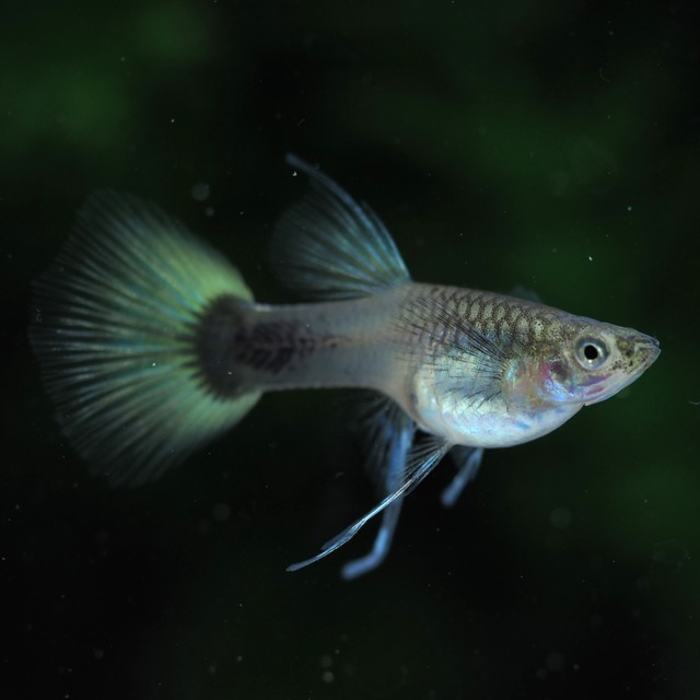 Taxiリボン　若魚1カルテット＋おまけメス1匹