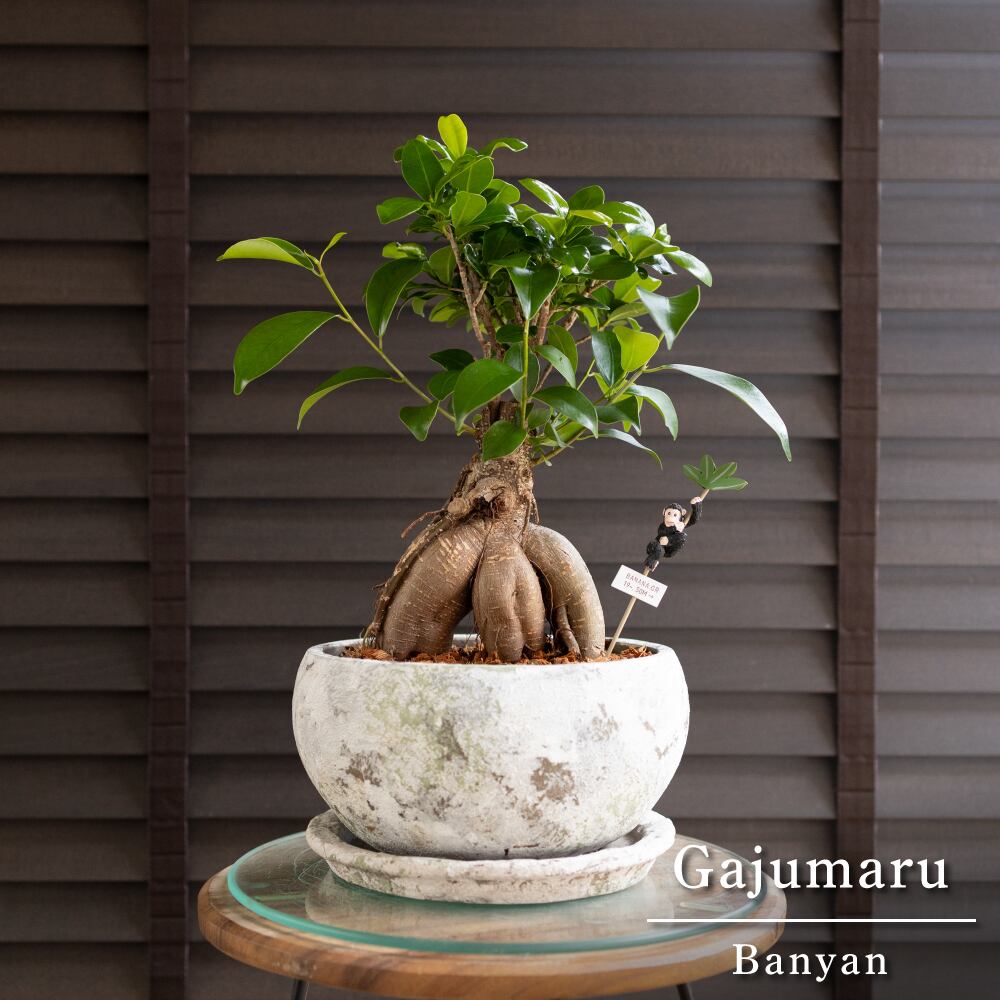 Olive オリーブの木 エルグレコ Elgreco オリーブ 花芽付き トピアリー