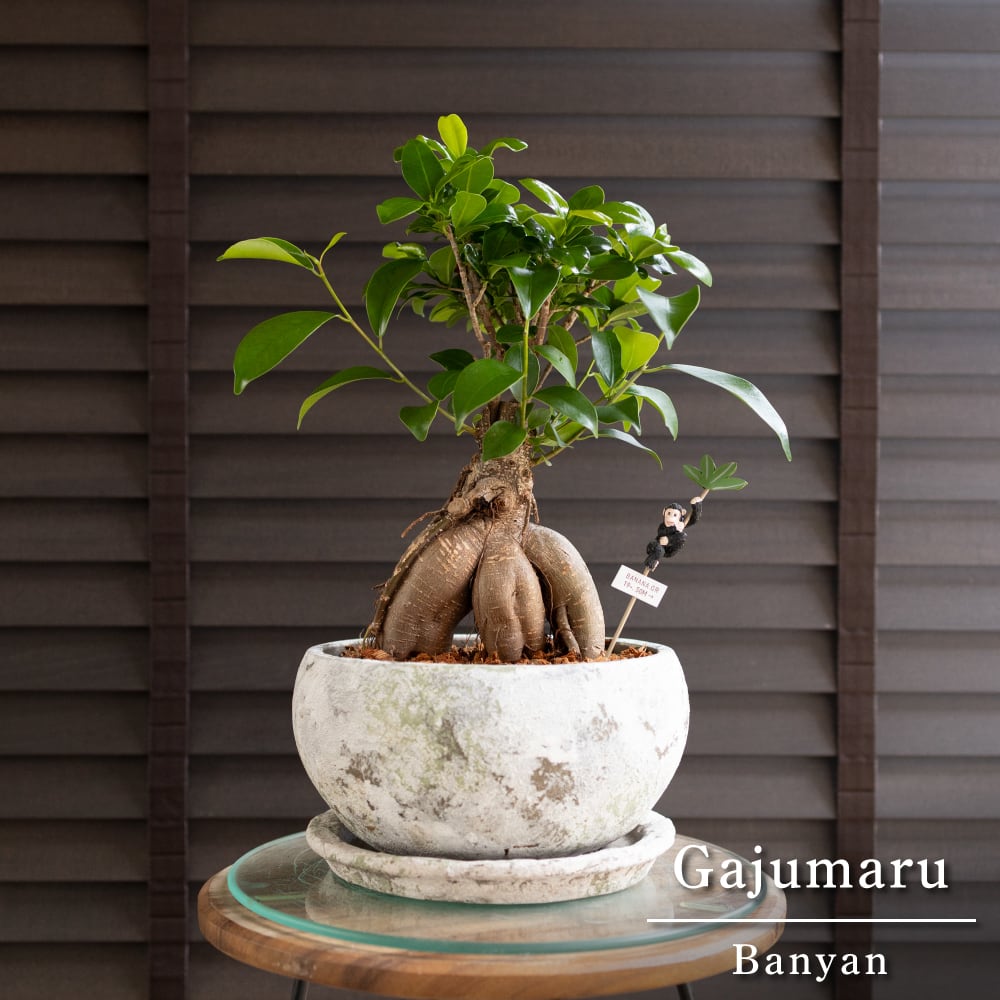 ガジュマルの木 7号 陶器鉢 ピック付 観葉植物 ガジュマル 多幸の木 0410WH