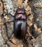 【WD】《アスタコイデスノコギリ ベンクール産 63mm ペア》