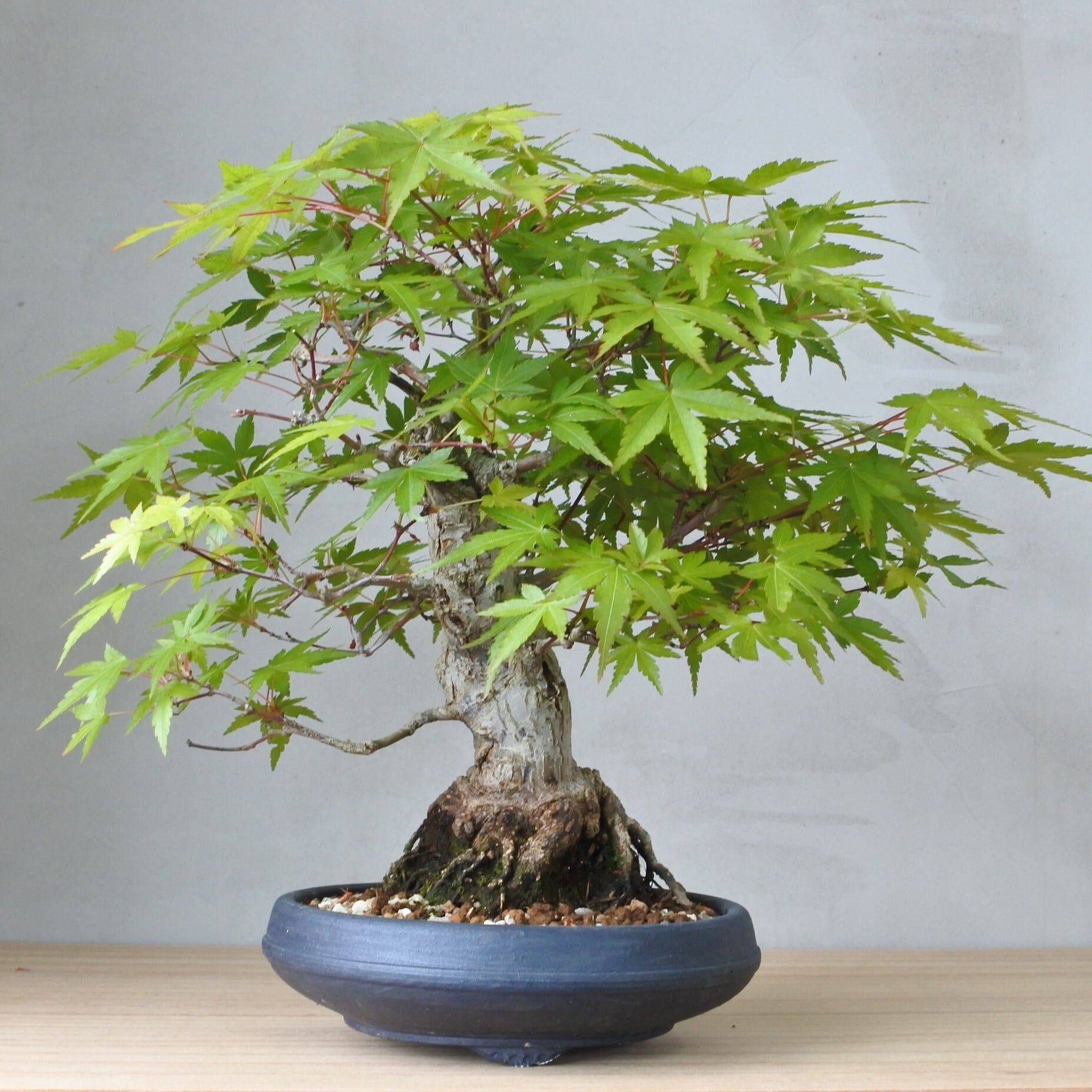 雑木盆栽】紅葉(モミジ・Japanese Maple) <M12> | Pay ID 雑木盆栽】紅葉(モミジ・Japanese Maple) <M12> | Pay ID