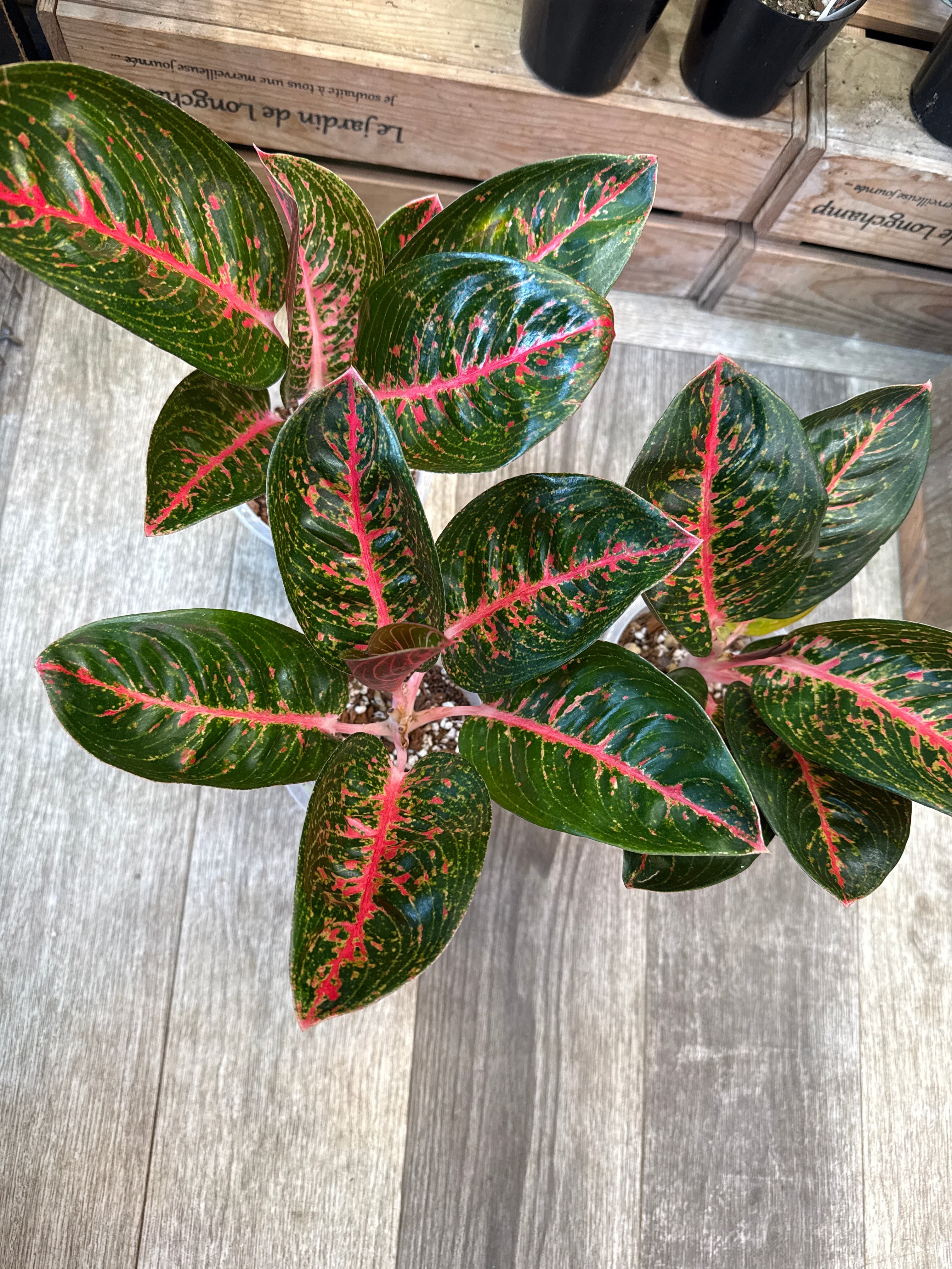 aglaonema 'medusa' | Gardenえん 【観葉熱帯植物】