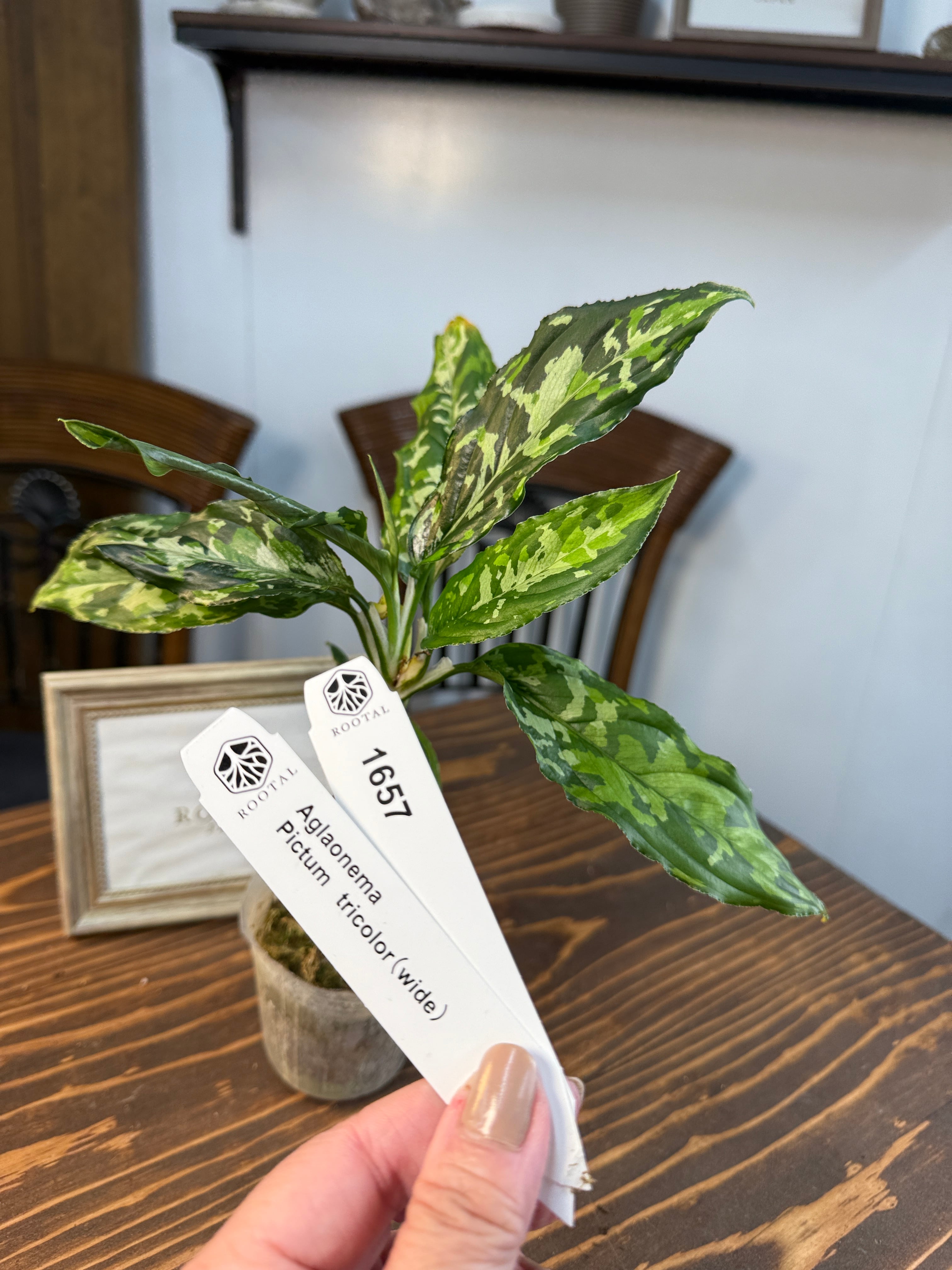 アグラオネマ | ROOTALPLANTS