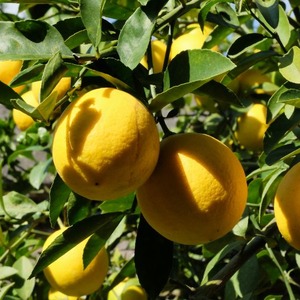 マイヤーレモン　3Ｋ