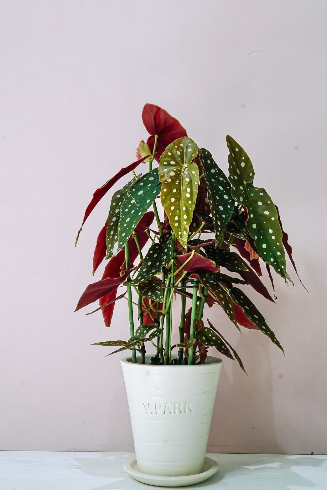 アグラオネマ ピクタム トリカラー 元祖タイプ Aglaonema pictum | Pay ID