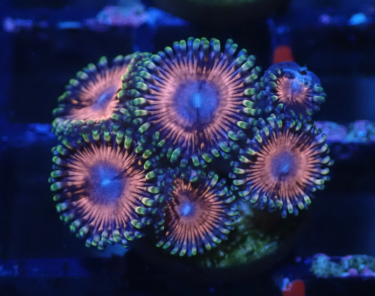 SelectionBaliShip Zoanthus 7