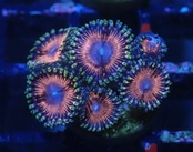 SelectionBaliShip Zoanthus 7