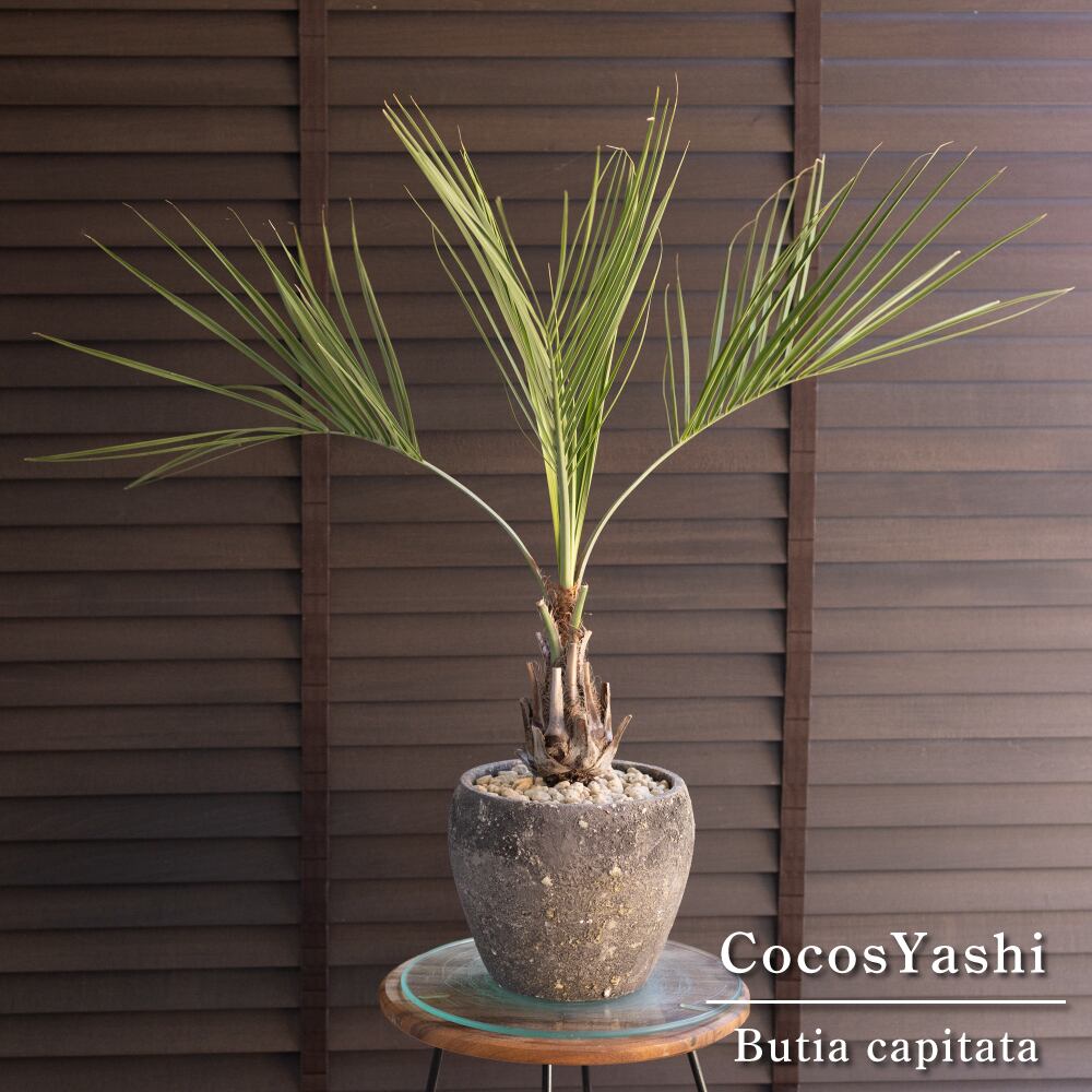 パンダガジュマル 接ぎ木 6号 陶器鉢 ピック付 観葉植物