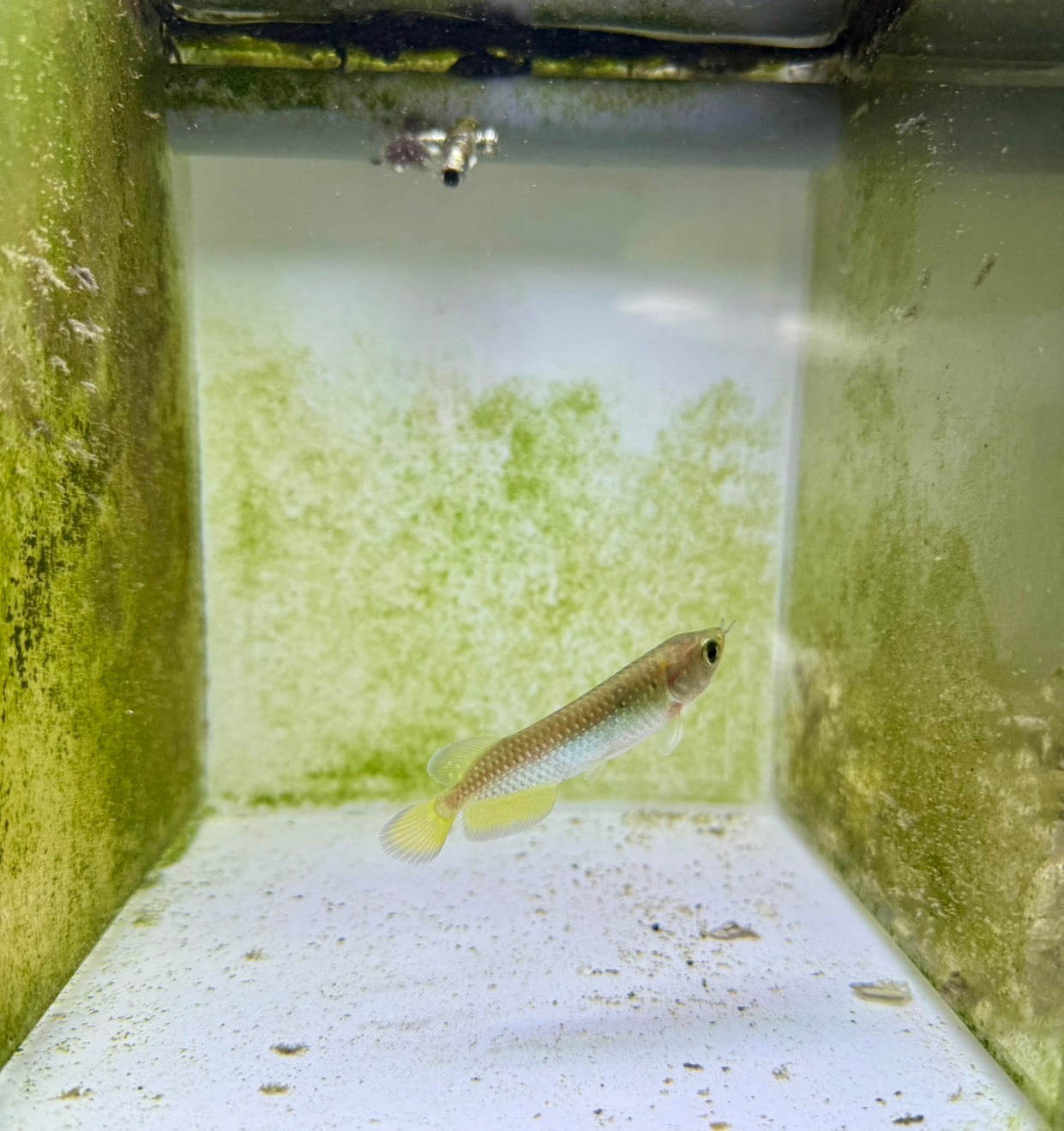 ノーザンバラムンディ | THE AQUARIUM ISE