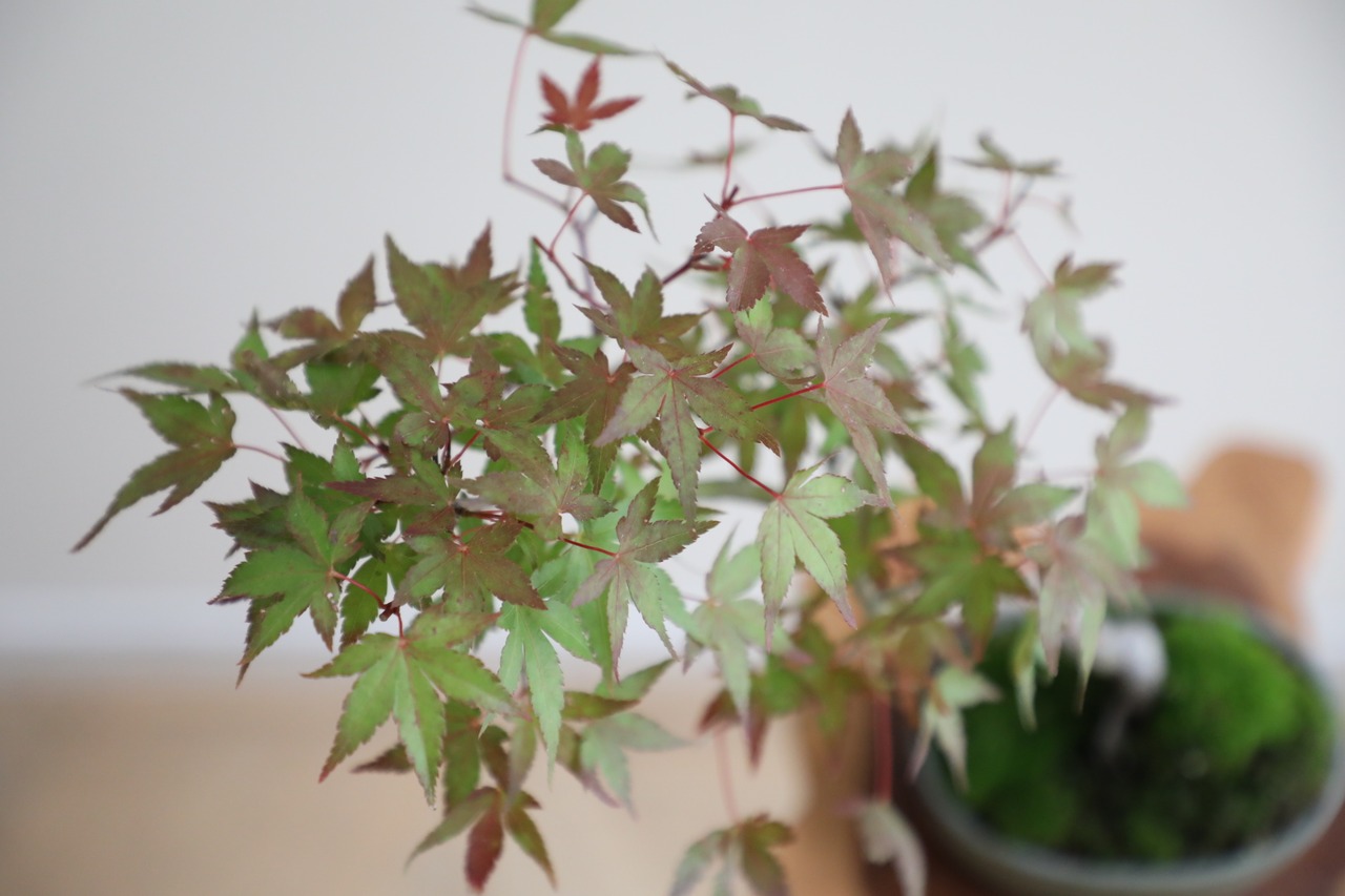 【S】モミジ 盆栽 樹齢15年/Japanese maple bonsai 　※陶器鉢付き