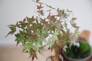 【S】モミジ 盆栽 樹齢15年/Japanese maple bonsai 　※陶器鉢付き