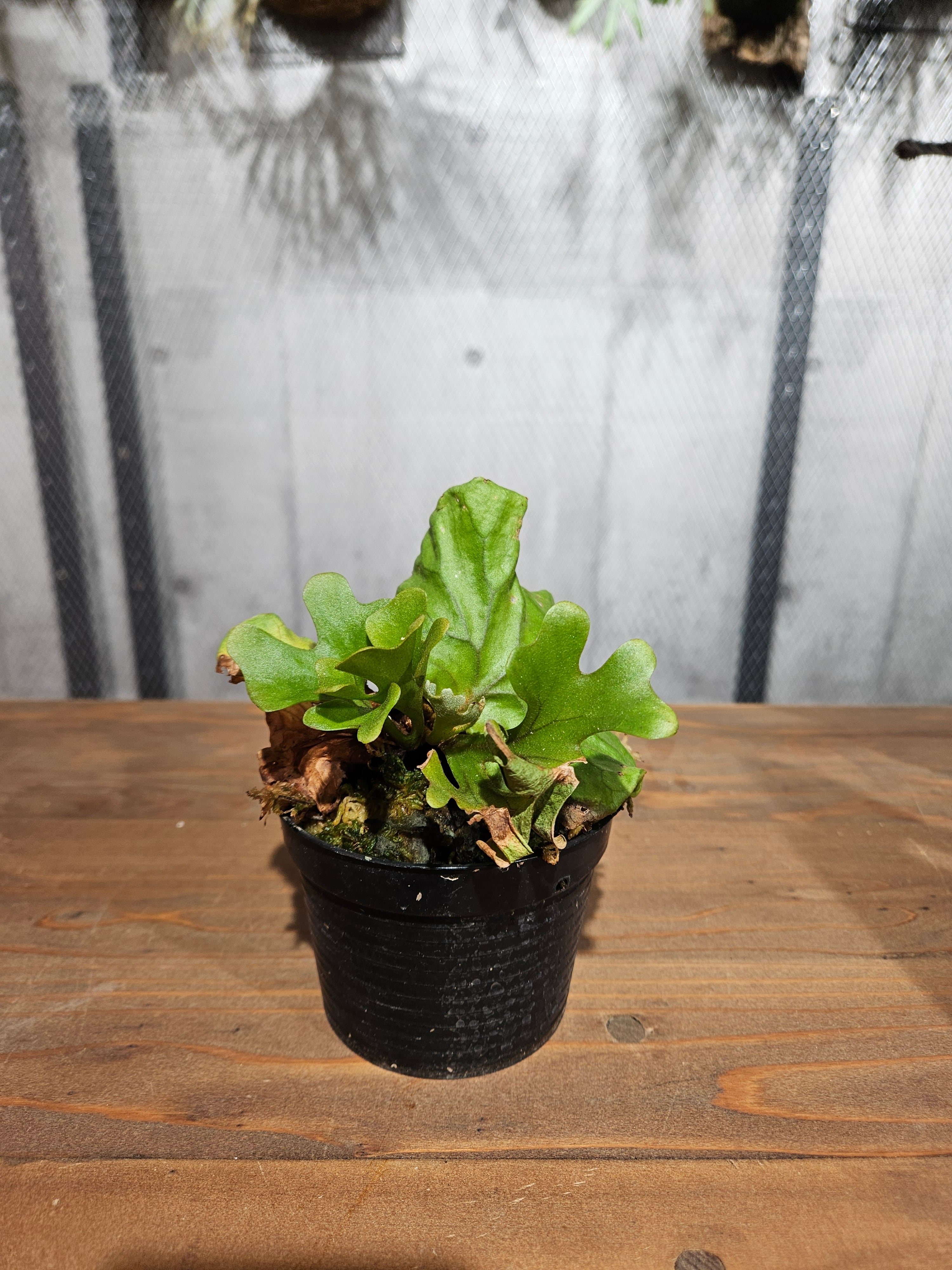 ビカクシダ P.ridleyi dwarf silver 424 ridleyi dwarf 'Silver' | ガレージプラス Wood&Works