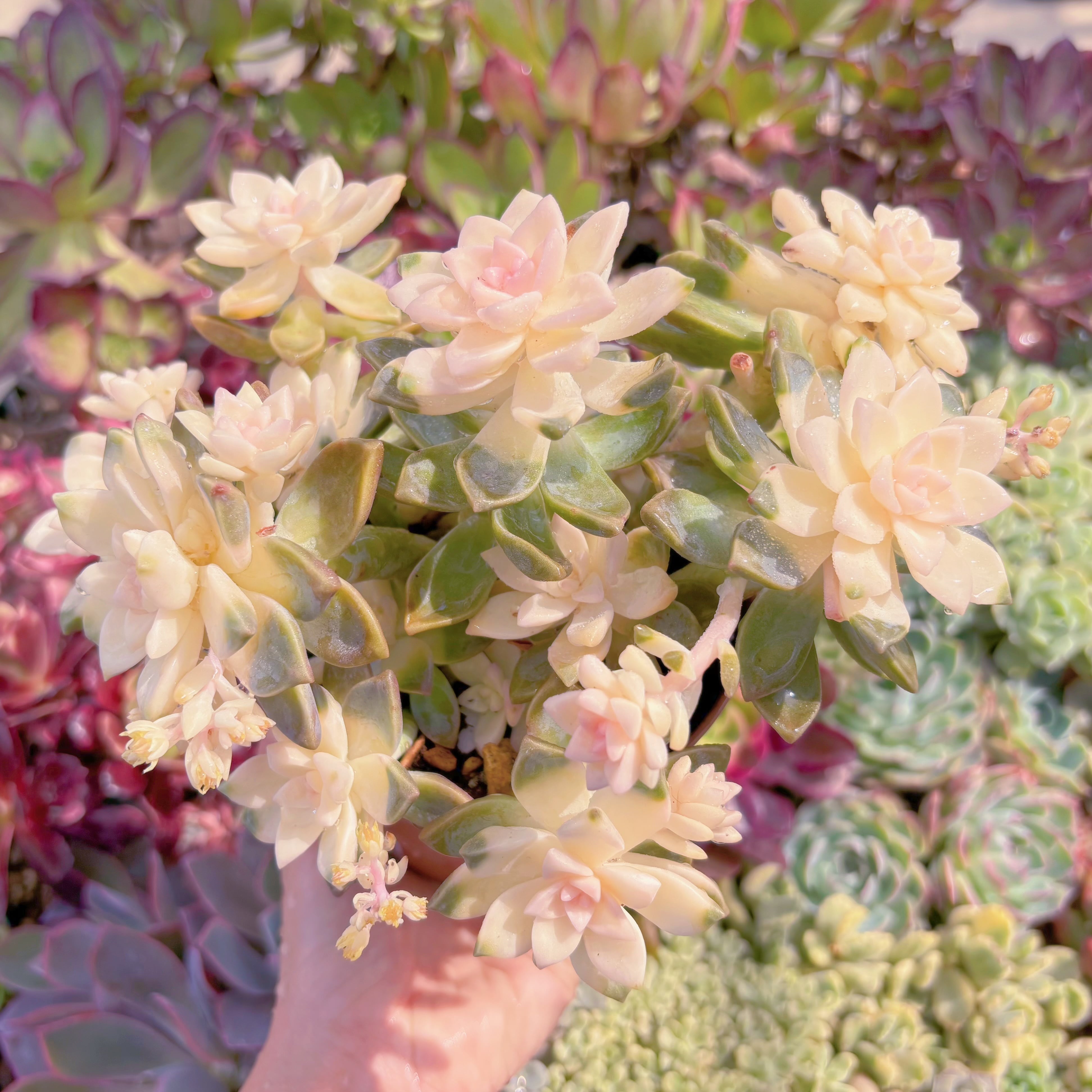 現品　淡雪錦#C01　るる農園