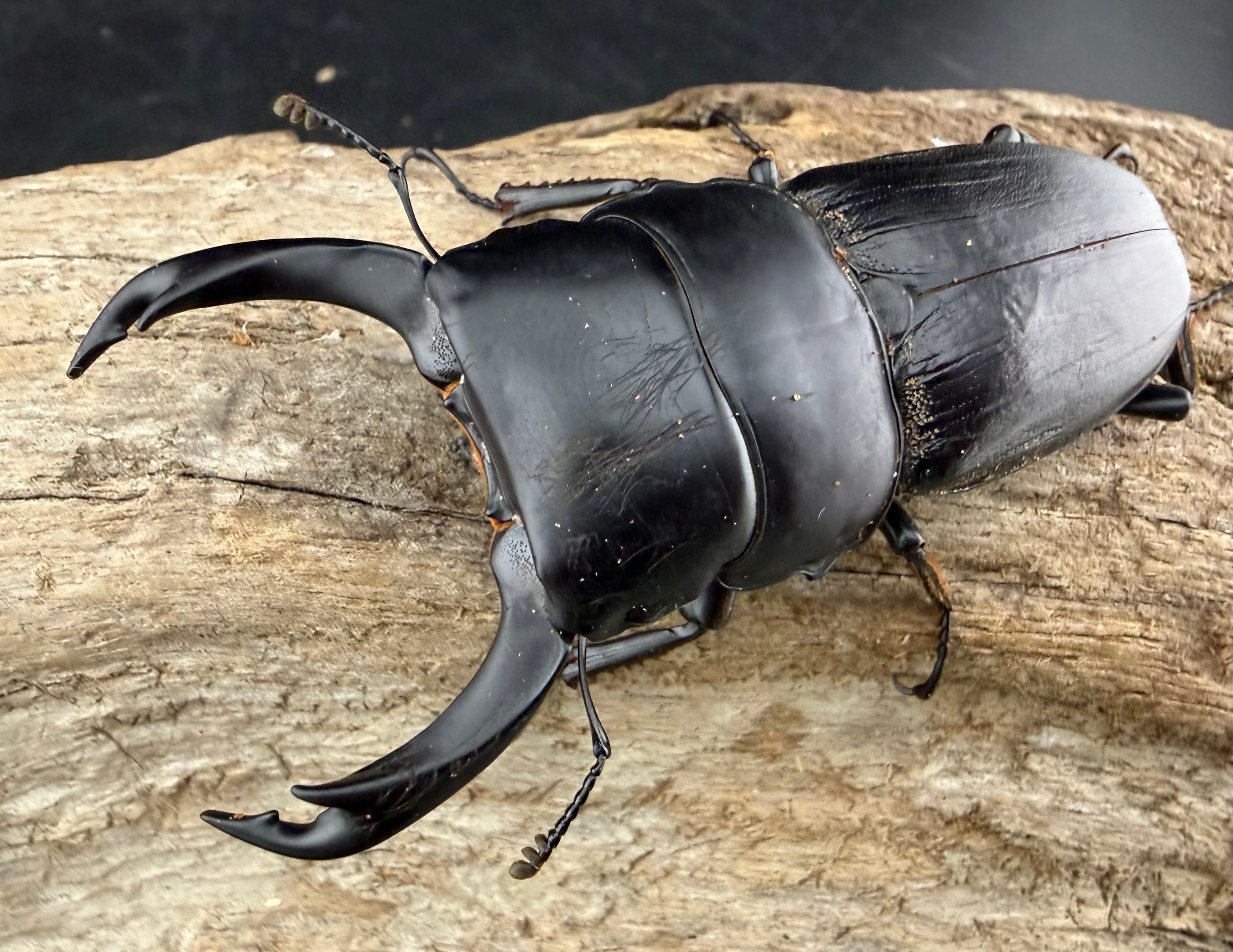 オオクワガタの仲間 | KPW公式オンラインショップ