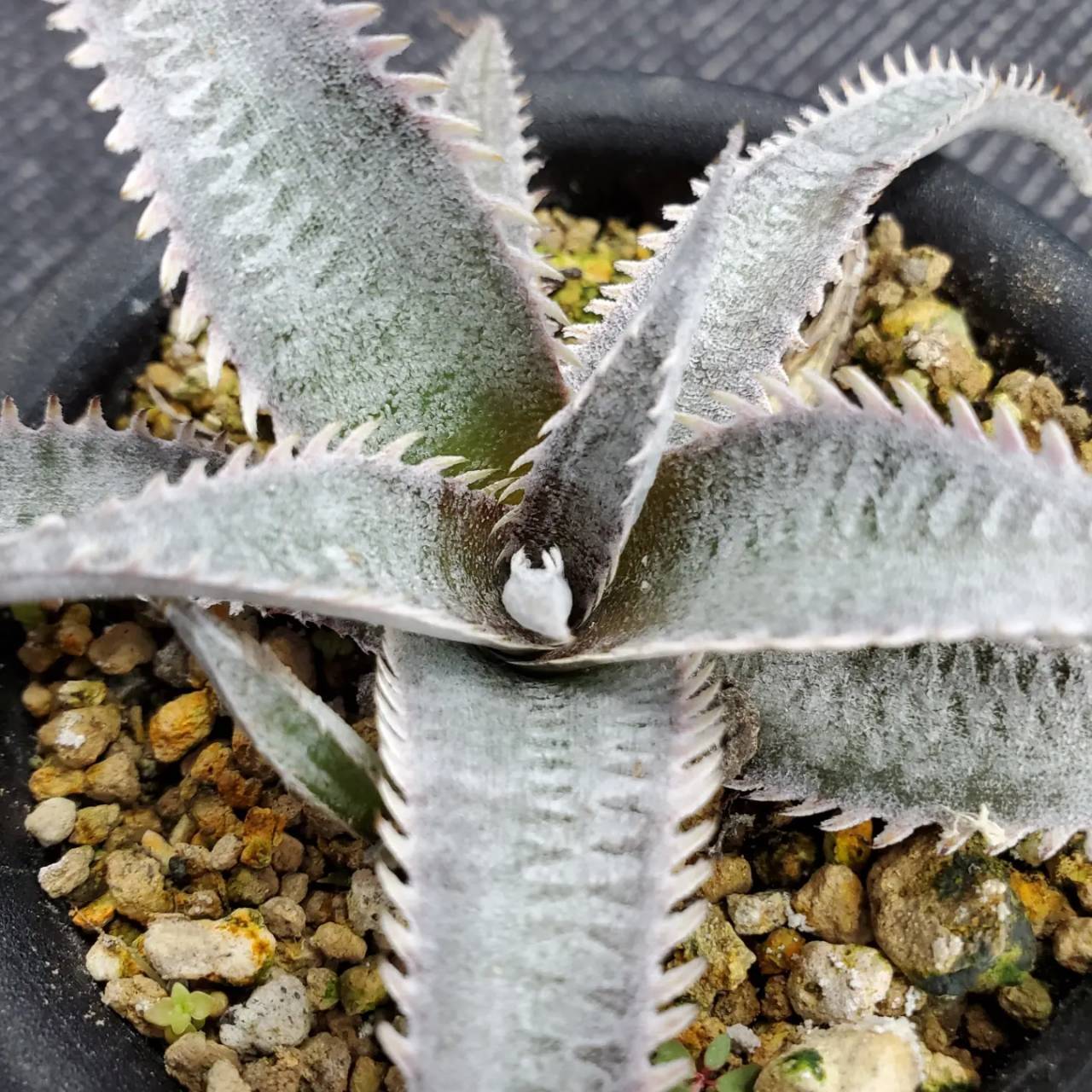 a0570_Dyckia marnier-lapostollei 'Pink Spine' x ('Toothy' x